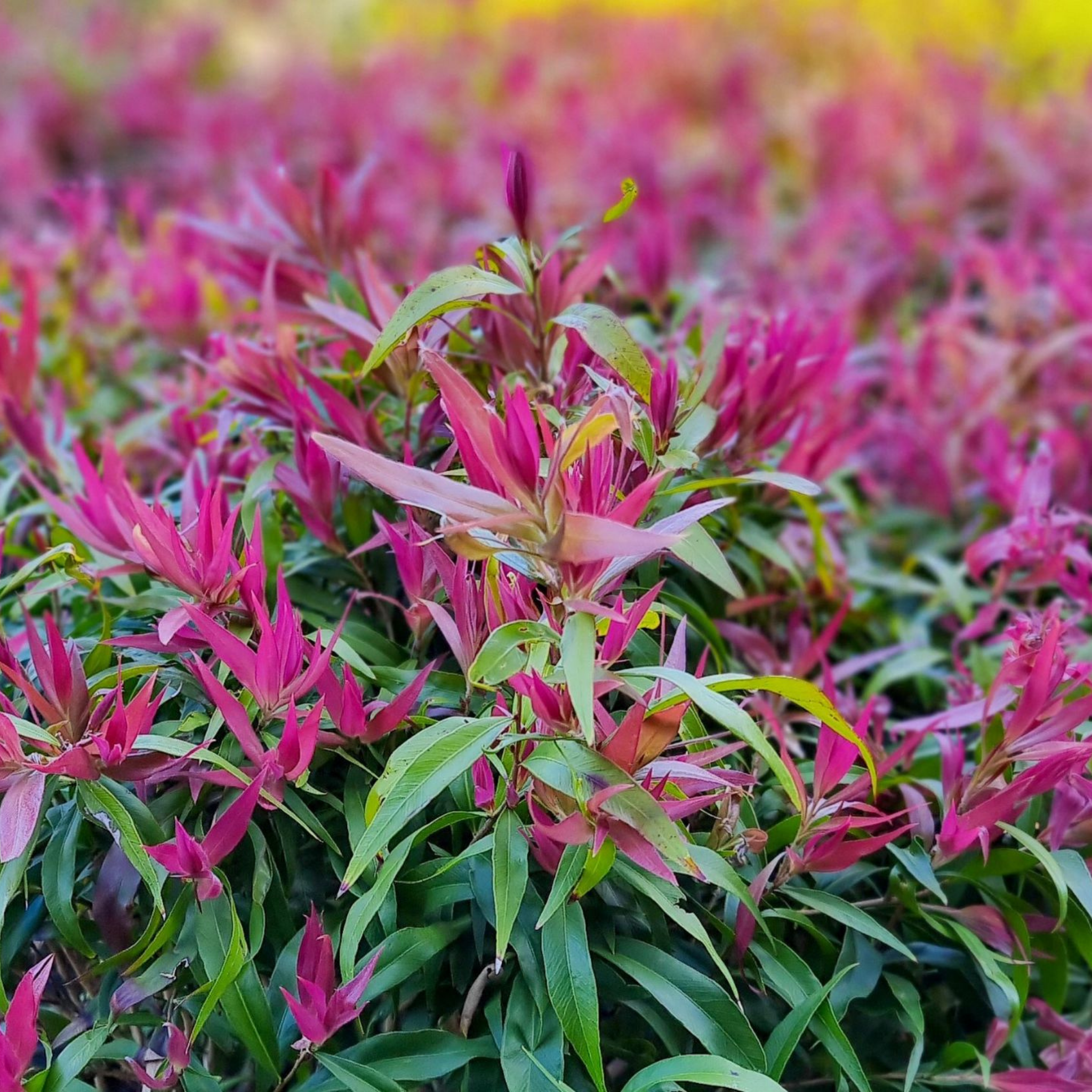 Great balls of Fire Bottlebrush - Callistemon salignus 'Great Balls of Fire’