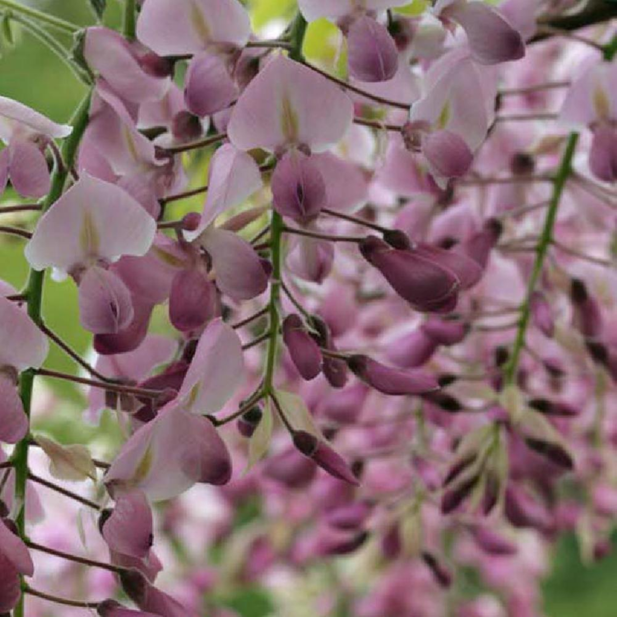 Pink Japanese Wisteria - Wisteria floribunda Honbeni