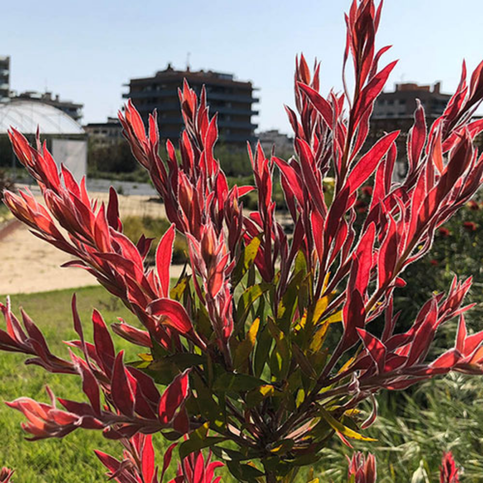 Red leafed plant with urban buildings in the background