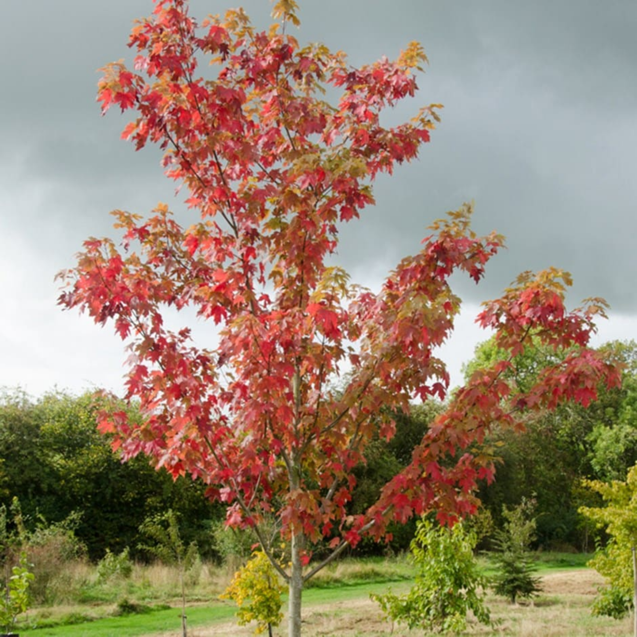Tree with red leaves in a natural setting