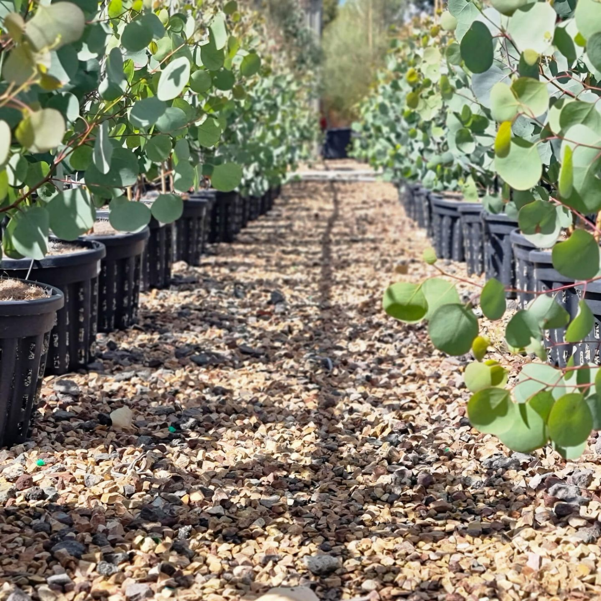 Eucalyptus Red Box Gum - Eucalyptus polyanthemos