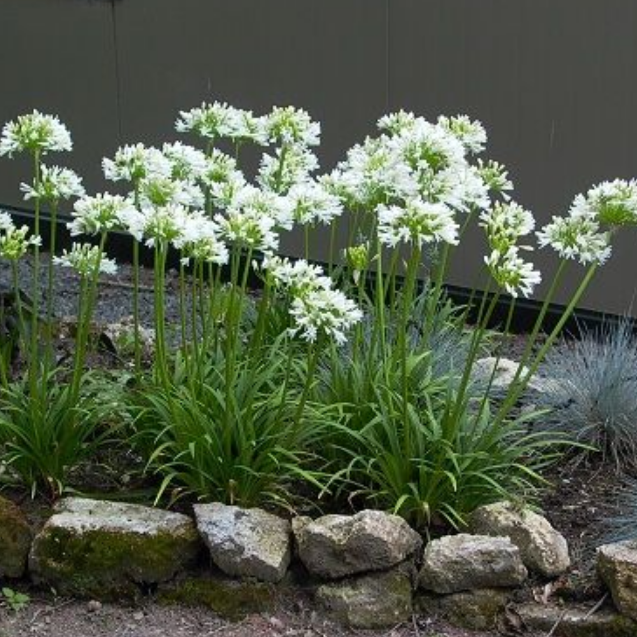 Dwarf White Agapanthus praecox - Lily of the Nile, African Lily