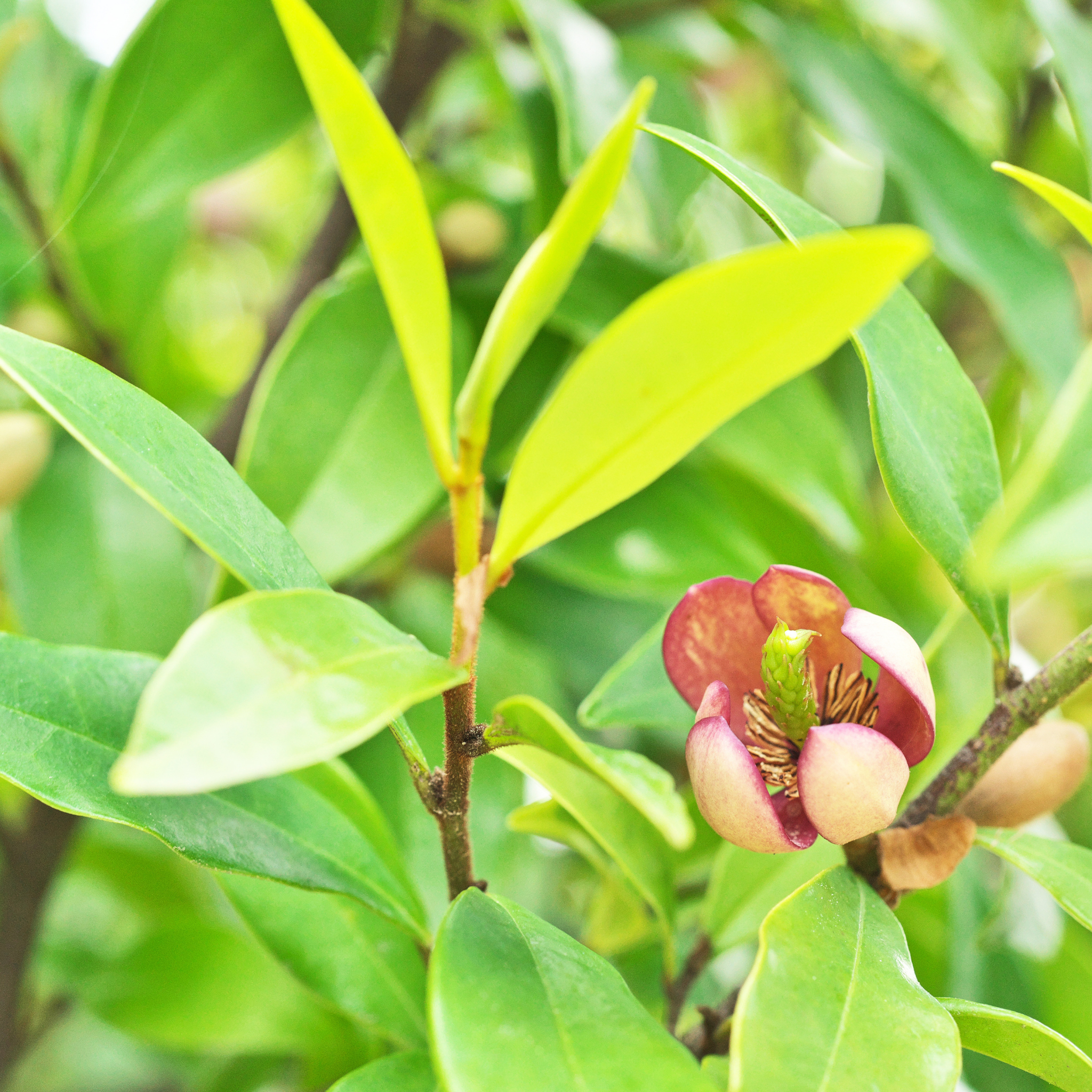 Magnolia Pink Pearl - Magnolia doltsopa figo Pink Pearl