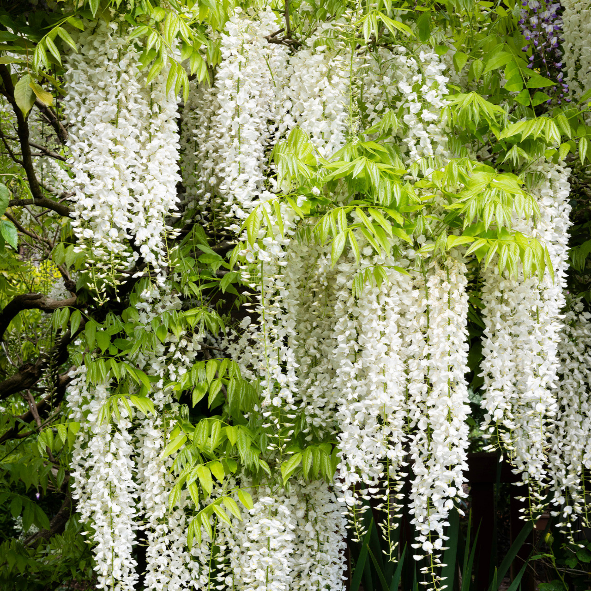 White Japanese Wisteria - Wisteria floribunda Alba