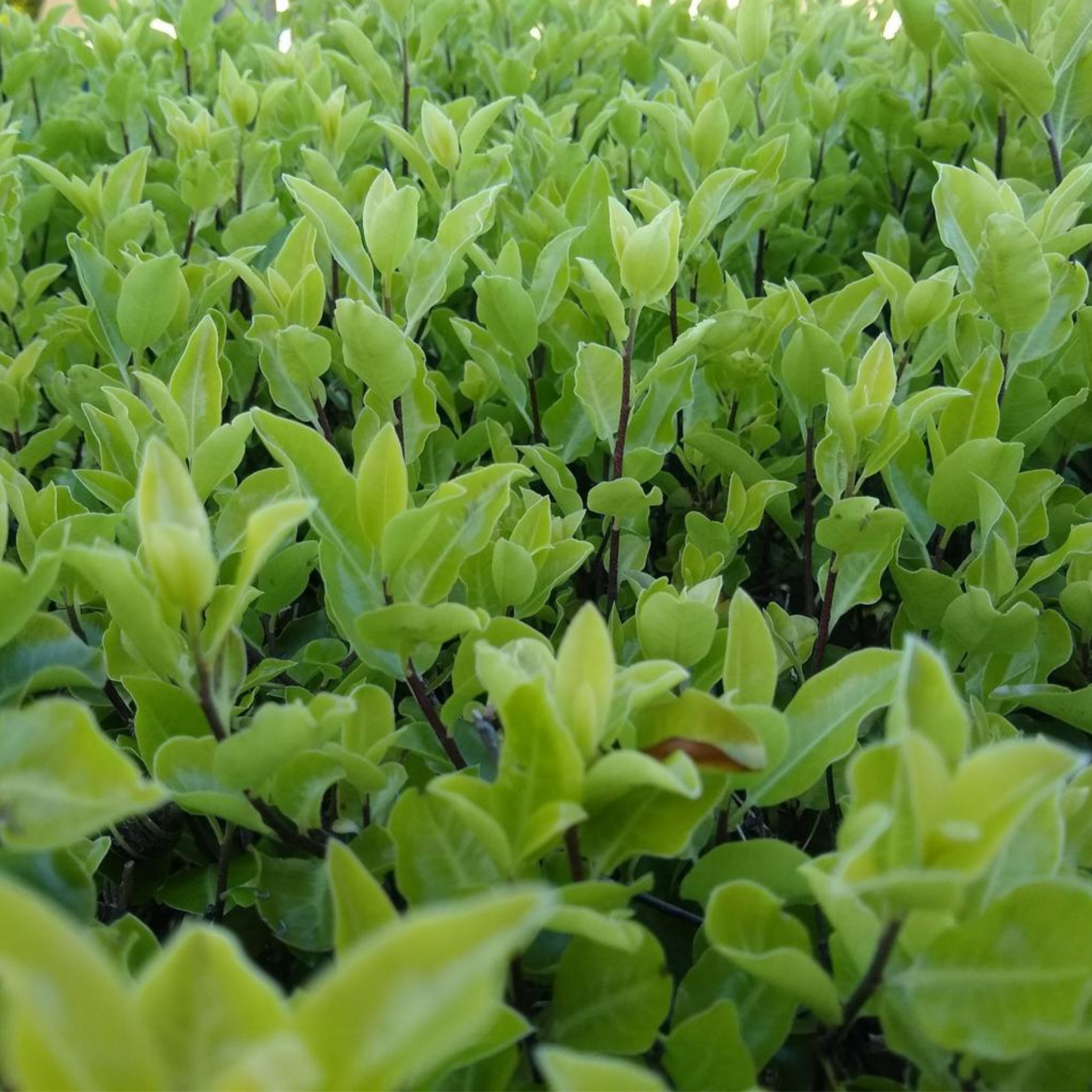 Close-up of a dense green bush with young leaves