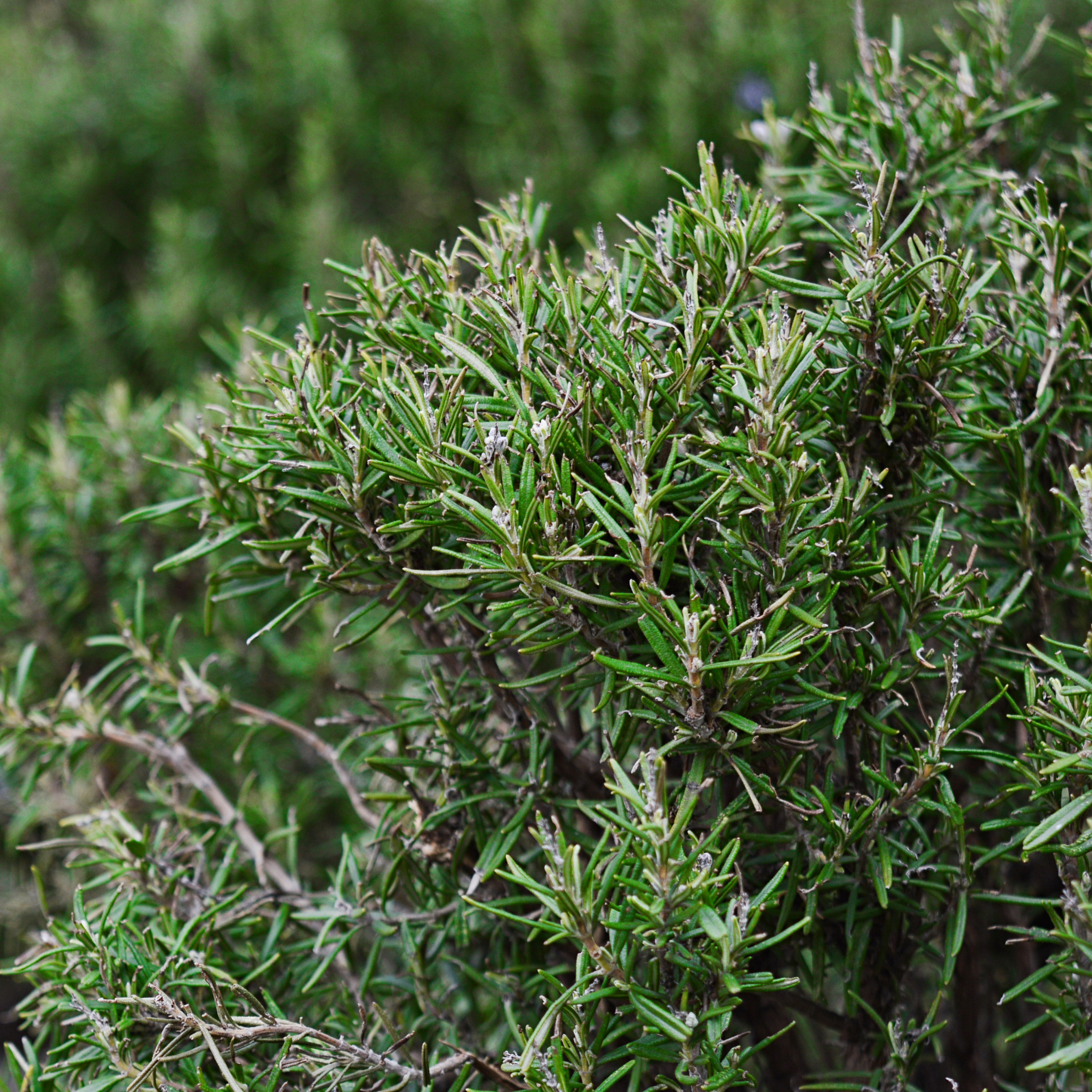 Rosemary Tuscan Blue - Rosmarinus officinalis Tuscan Blue