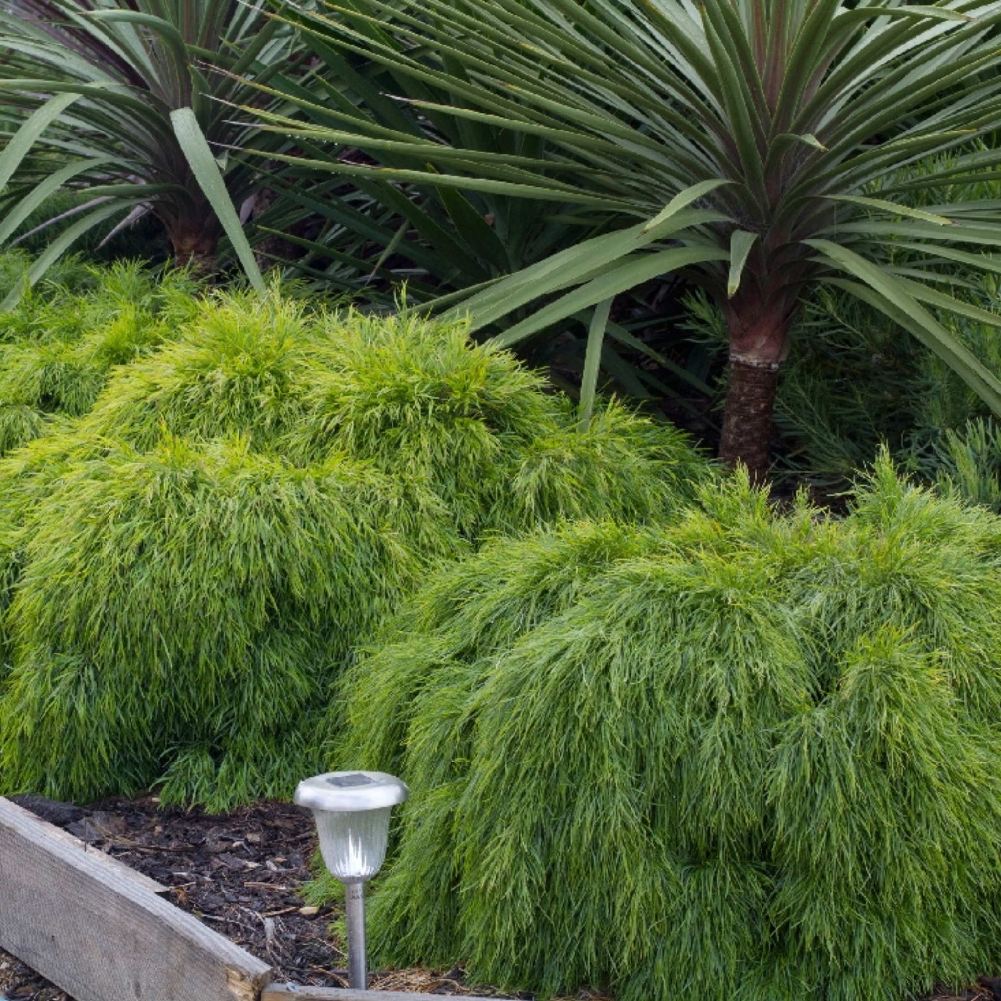 Dwarf River Wattle - Acacia cognata Limelight