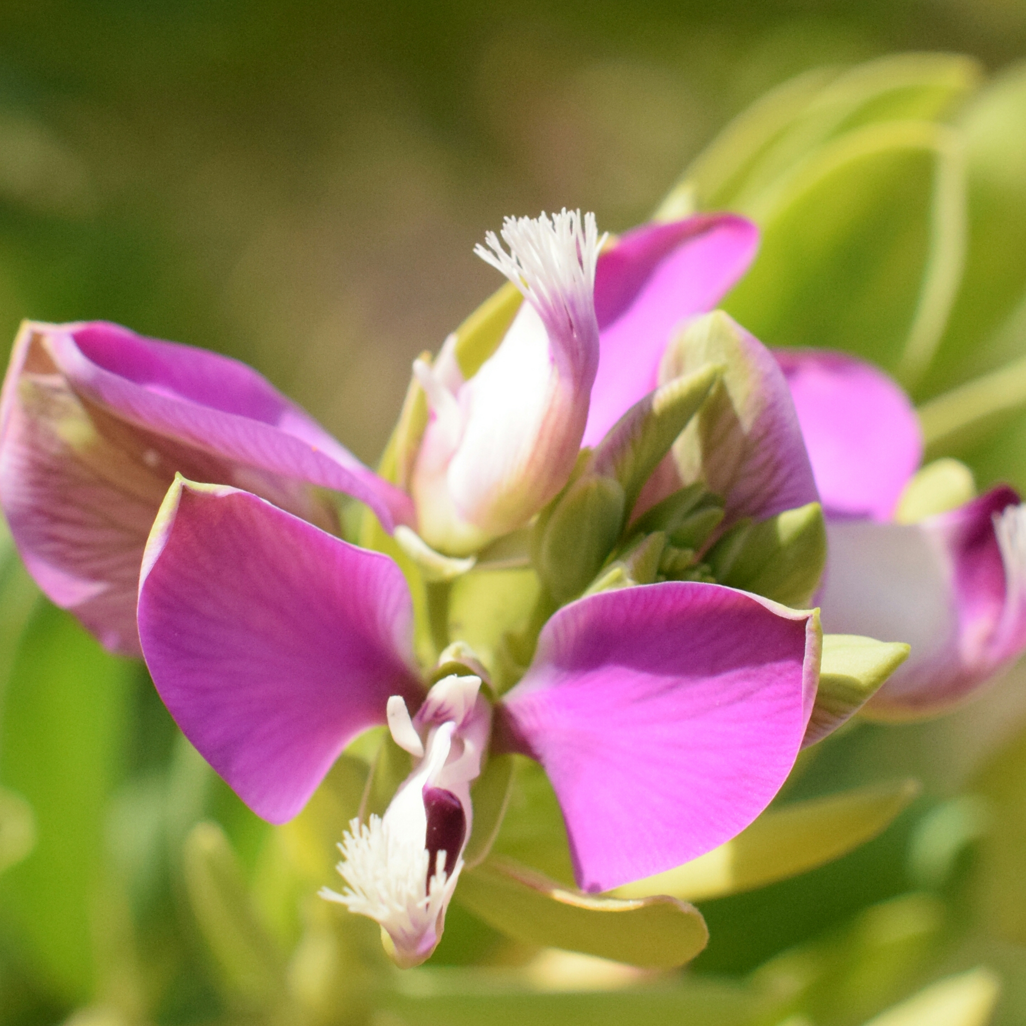 Little Polly Dwarf Sweet Pea Shrub - Polygala oppositifolia Little Polly