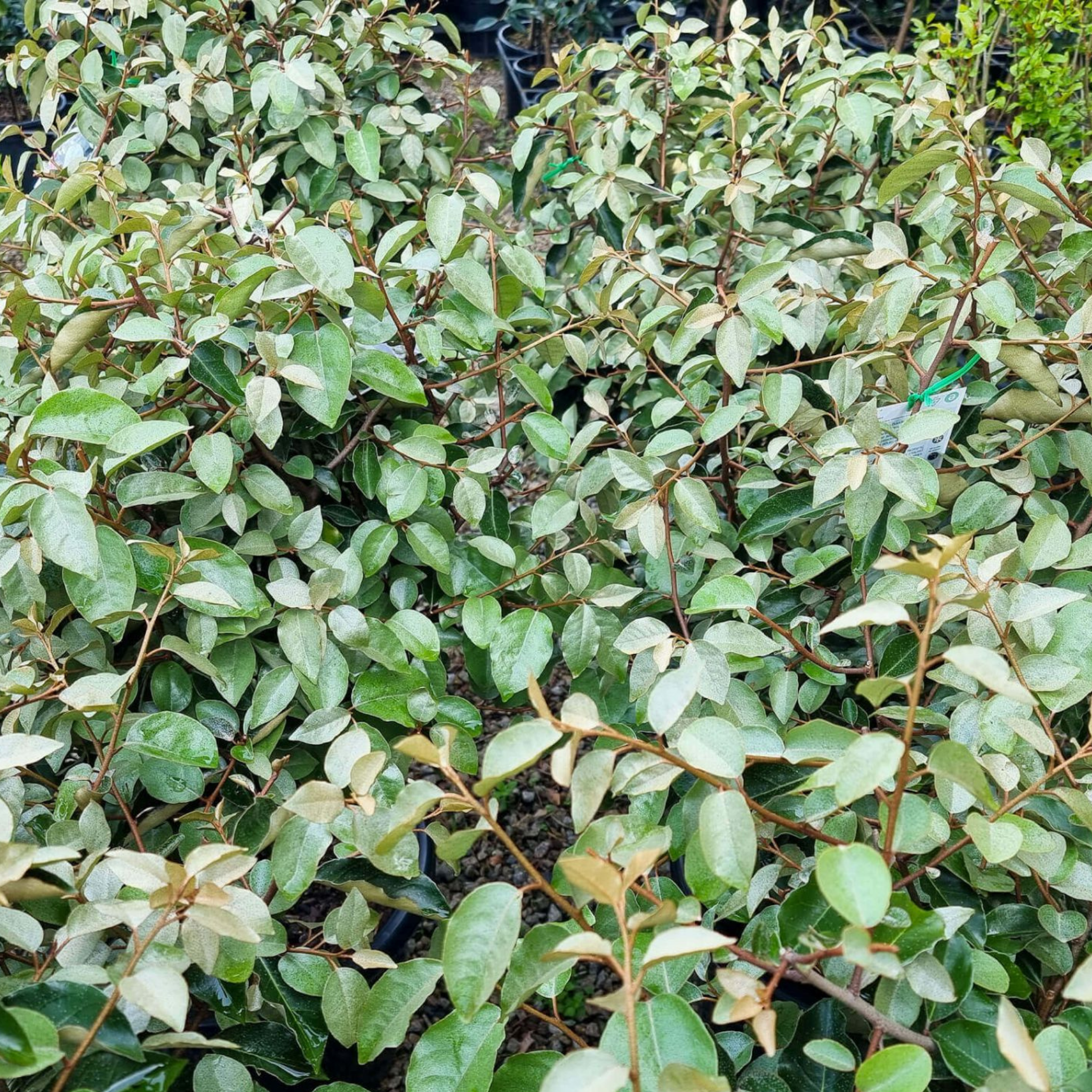 Ebbings Silverberry - Elaeagnus ebbingei