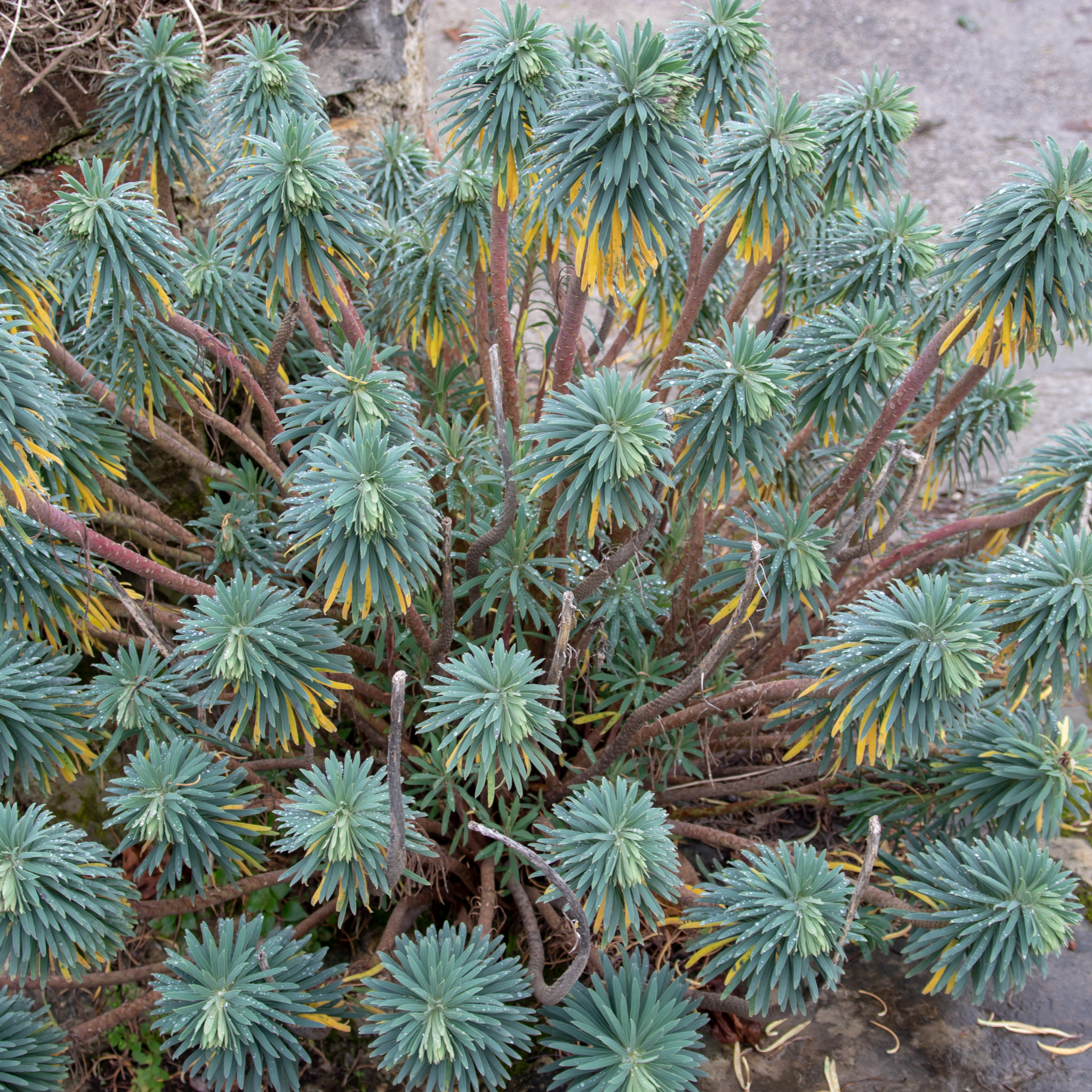 Mediterranean Spurge - Euphorbia characias wulfenii
