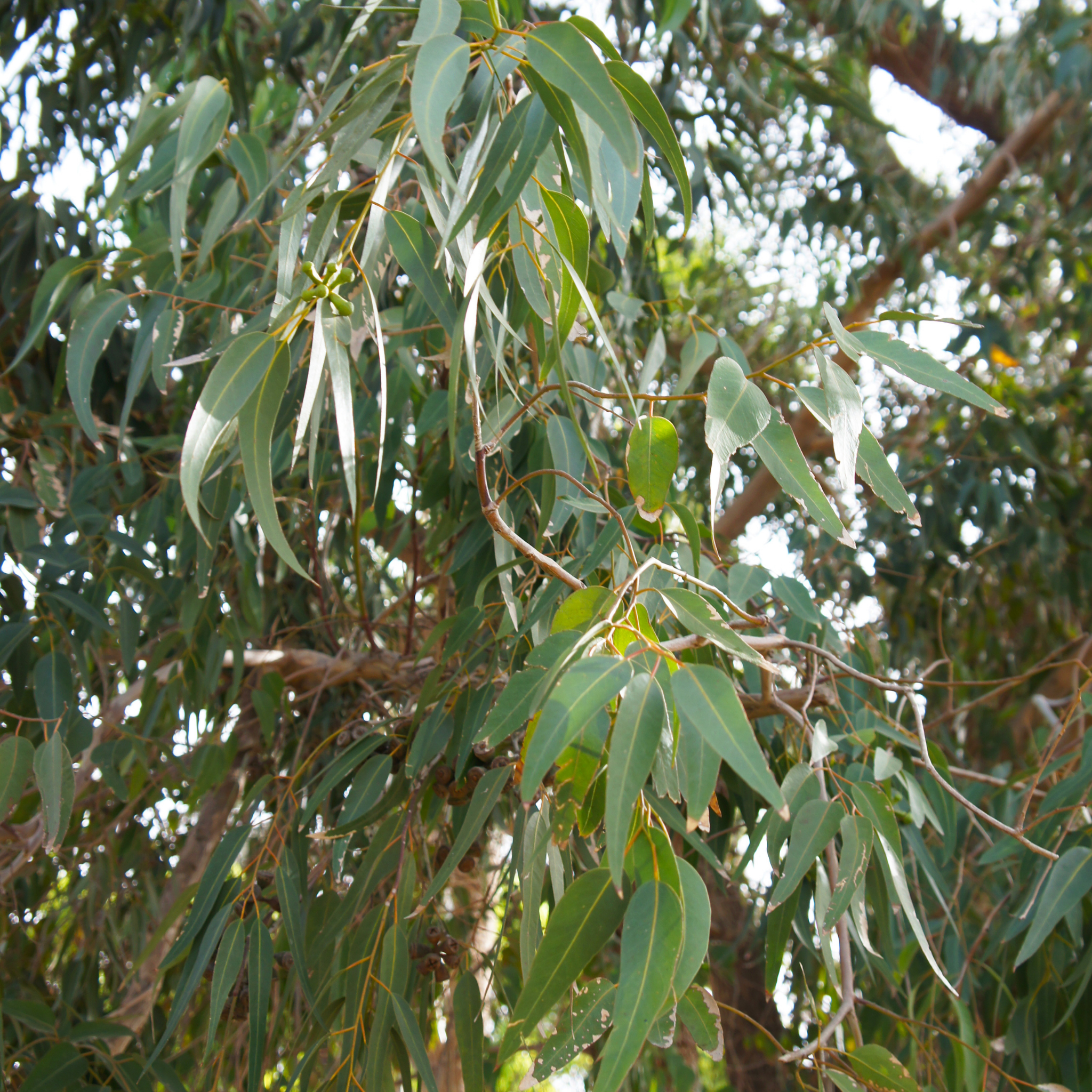 Lemon Scented Gum - Corymbia citriodora