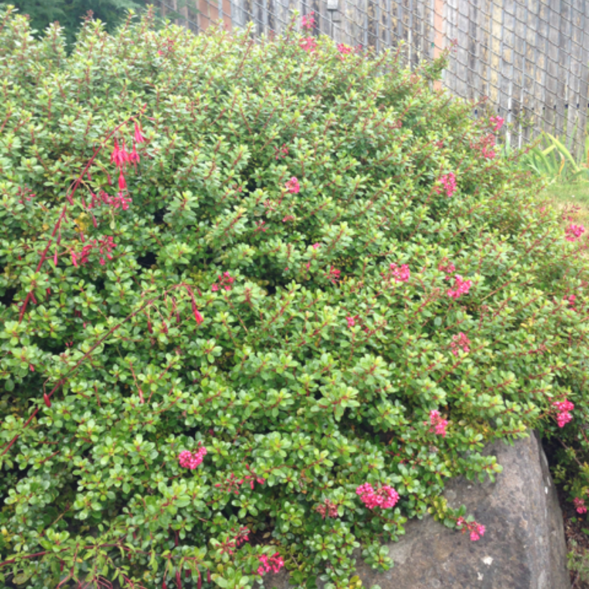 Escallonia hybrida Newport Dwarf