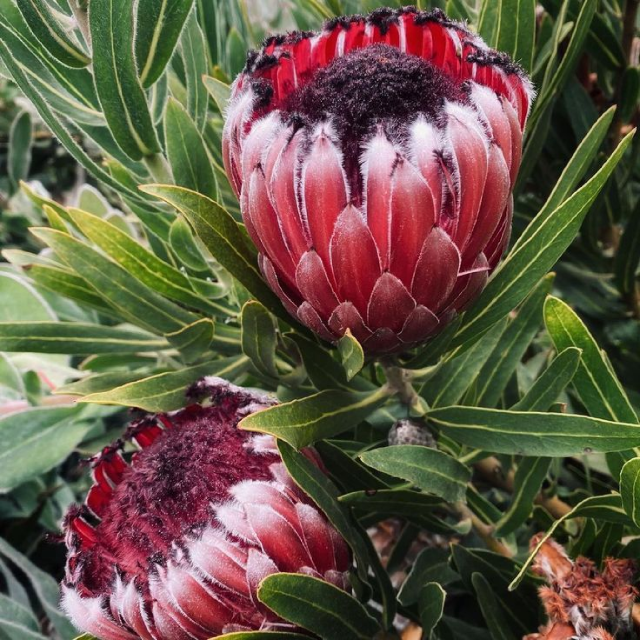 Close-up of a red protea flower with green leaves in the background