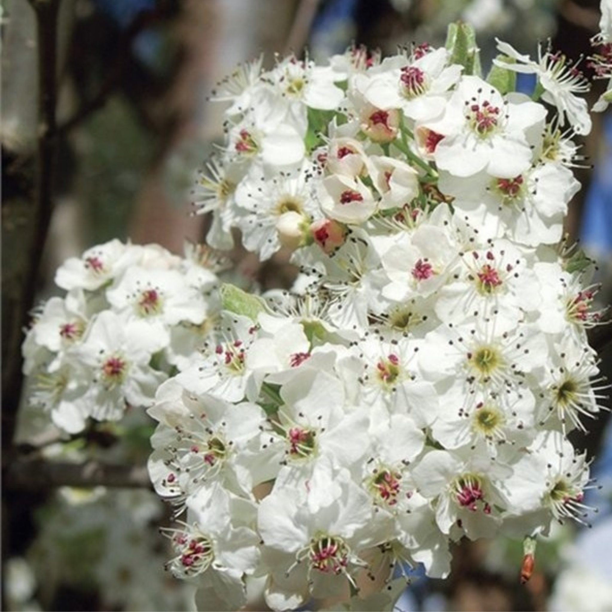 Ornamental Callery Pear Chanticleer - Pyrus calleryana Chanticleer
