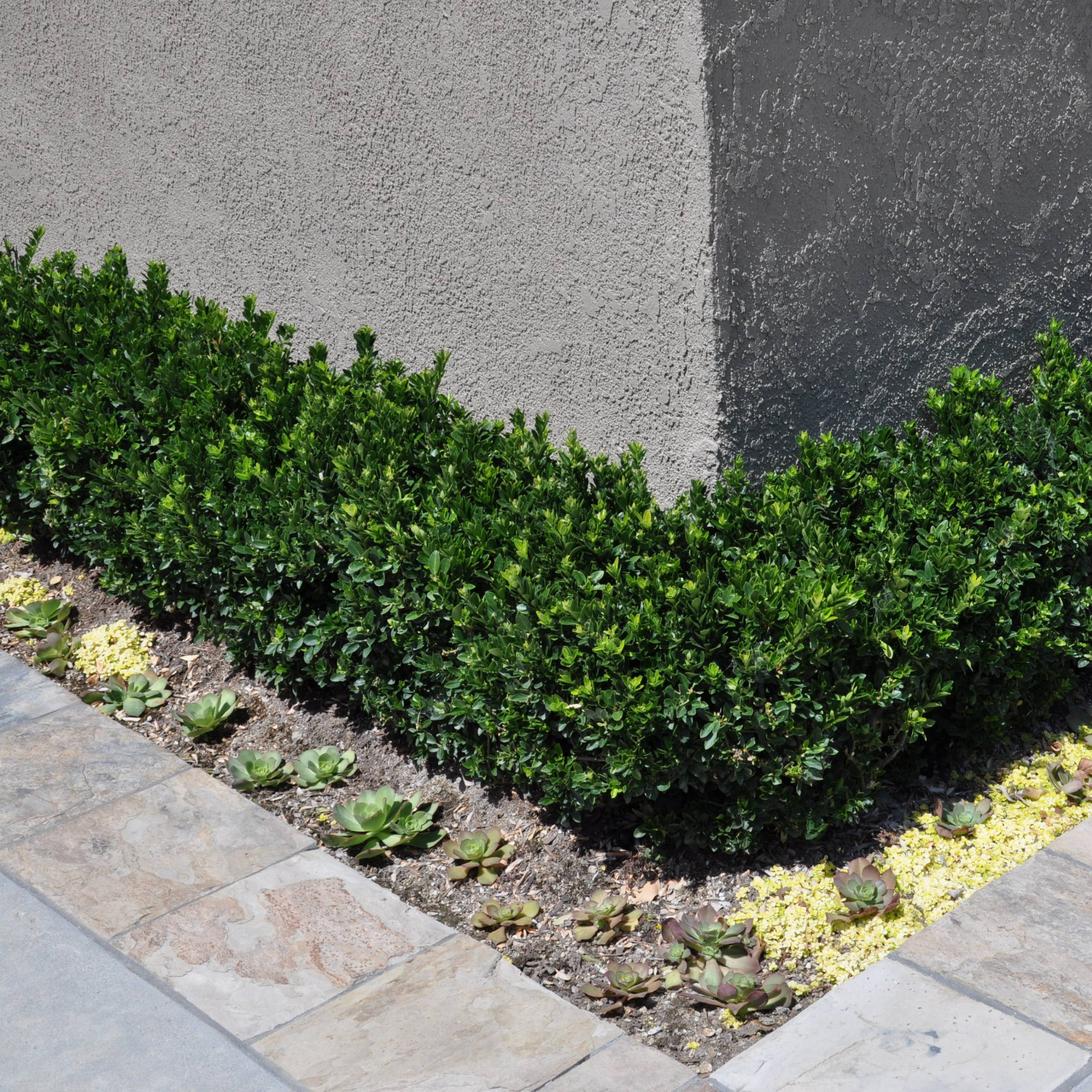 Dwarf Japanese Spindle Bush - Euonymus japonicus Microphyllus