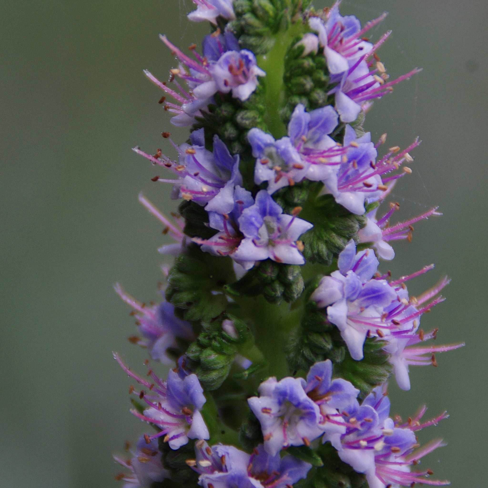 Pride of Madeira - Echium candicans