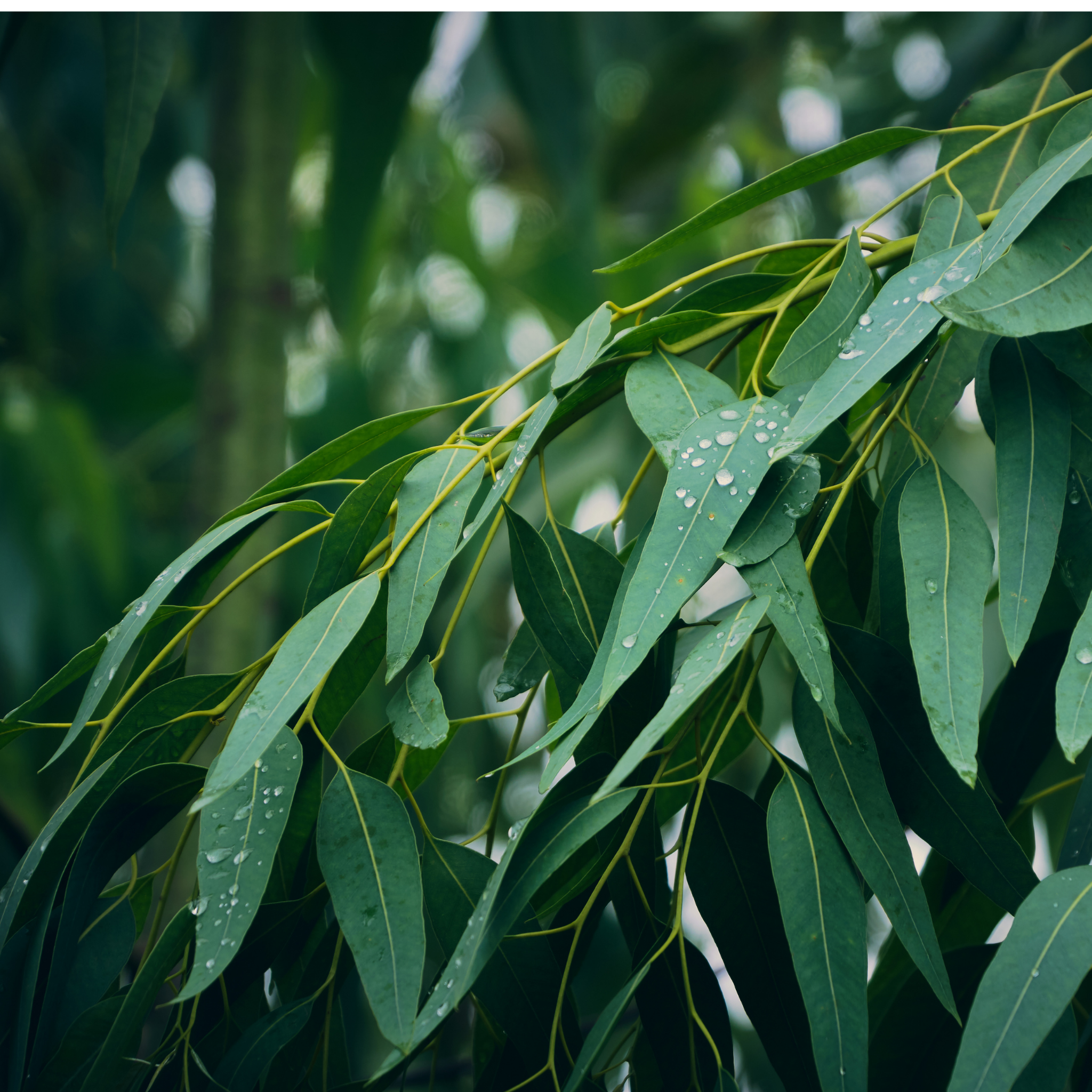 Yellow Gum - Eucalyptus leucoxylon