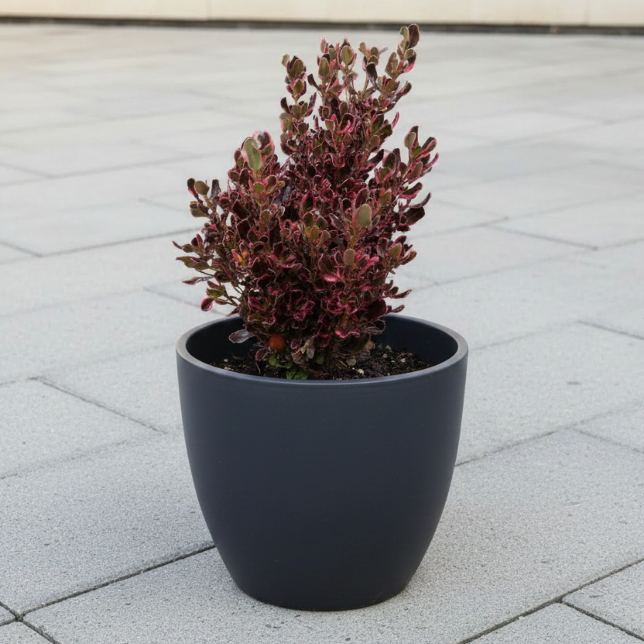 Mirror Bush Pacific Sunrise - Coprosma repens 'Pacific Sunrise'