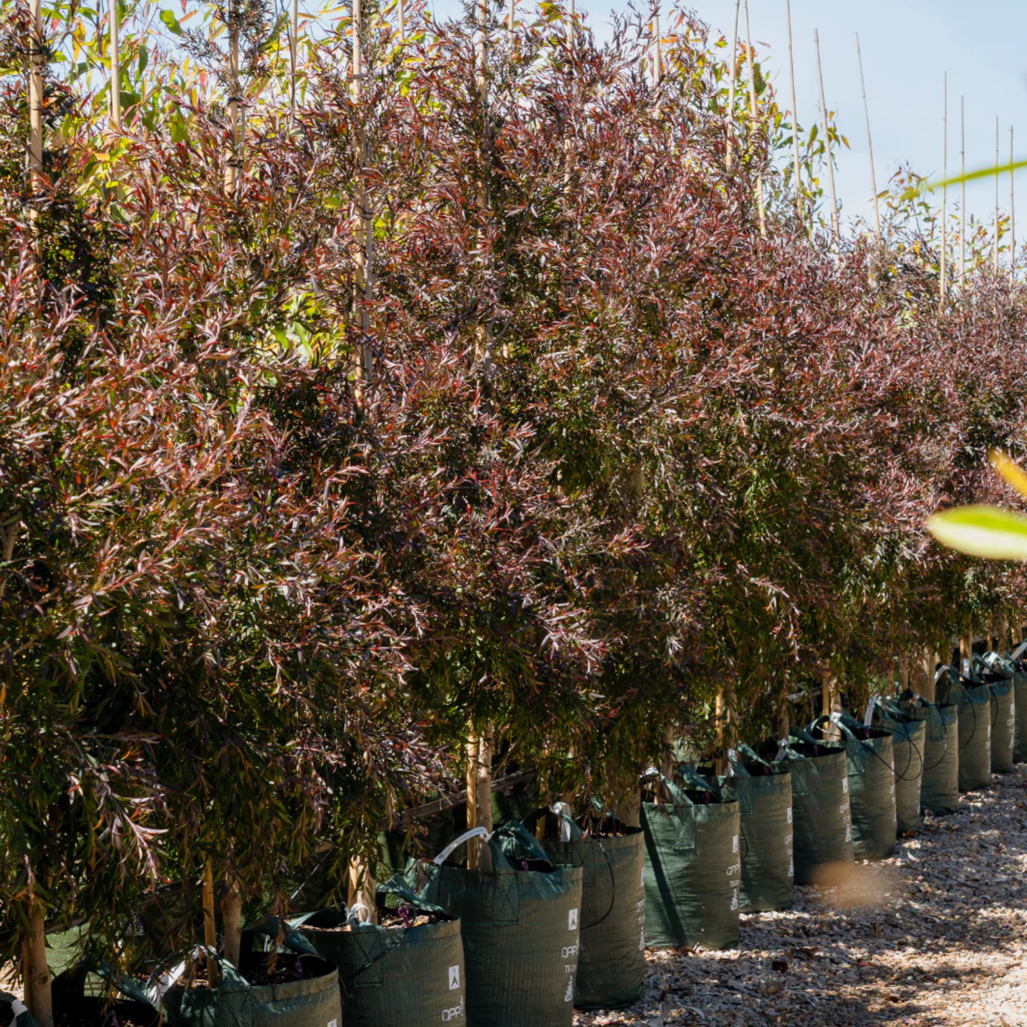Tea Tree Starry Night - Leptospermum obovatum Starry Night