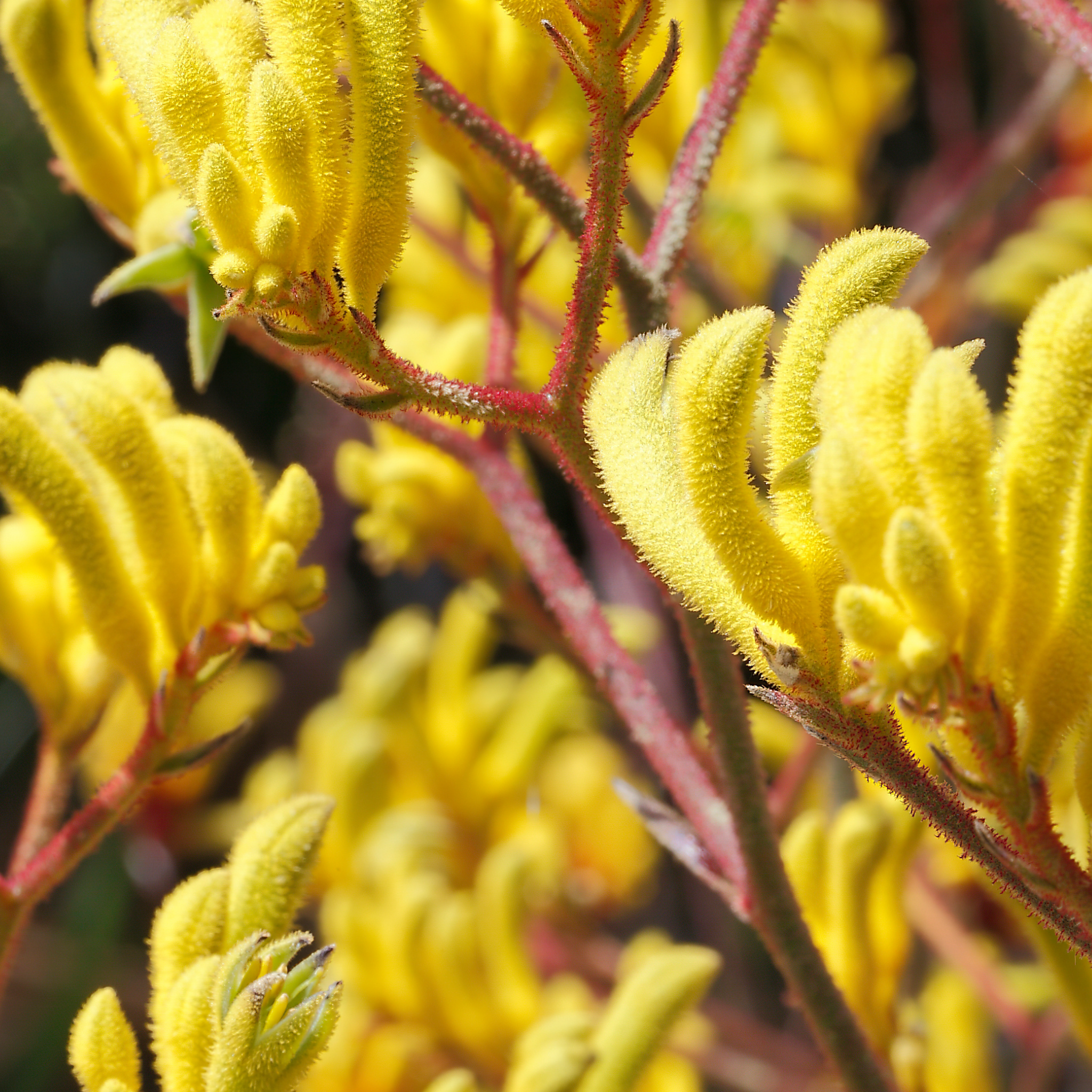 Golden Yellow Kangaroo Paw - Anigozanthos hybrida ‘Landscape Gold’