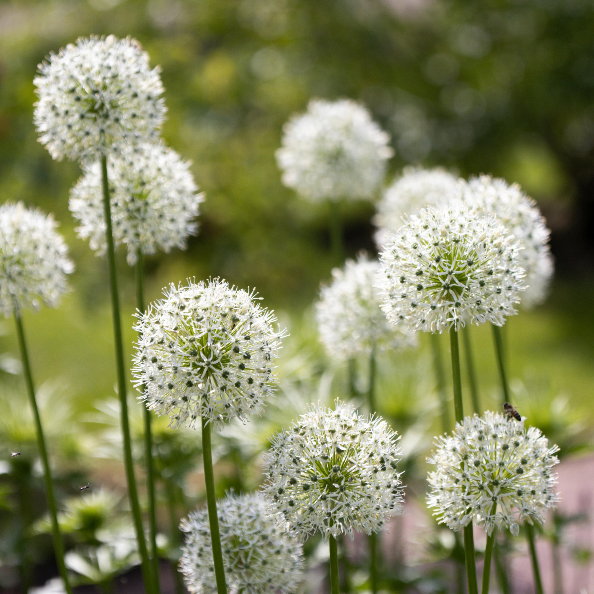 Common Onion - Allium cepa