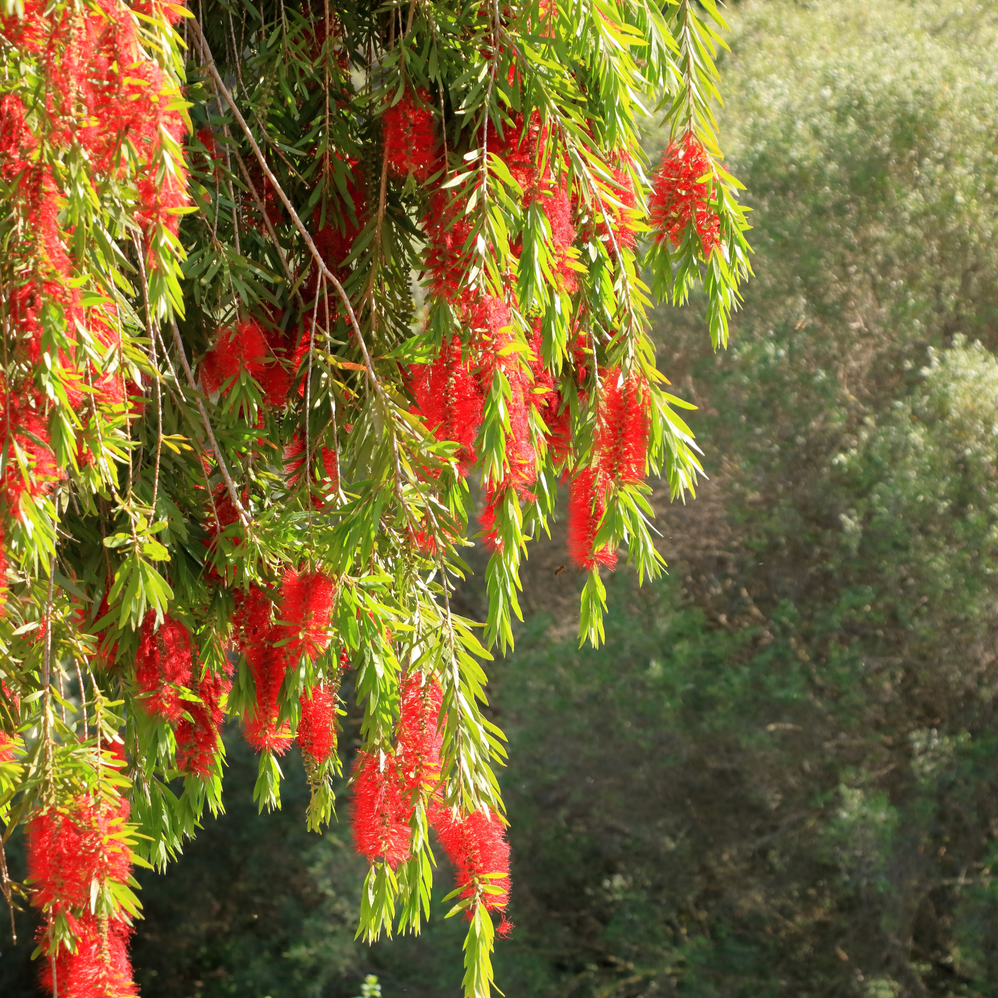 Weeping Bottlebrush - Callistemon viminalis 'Dawson River Weeper'