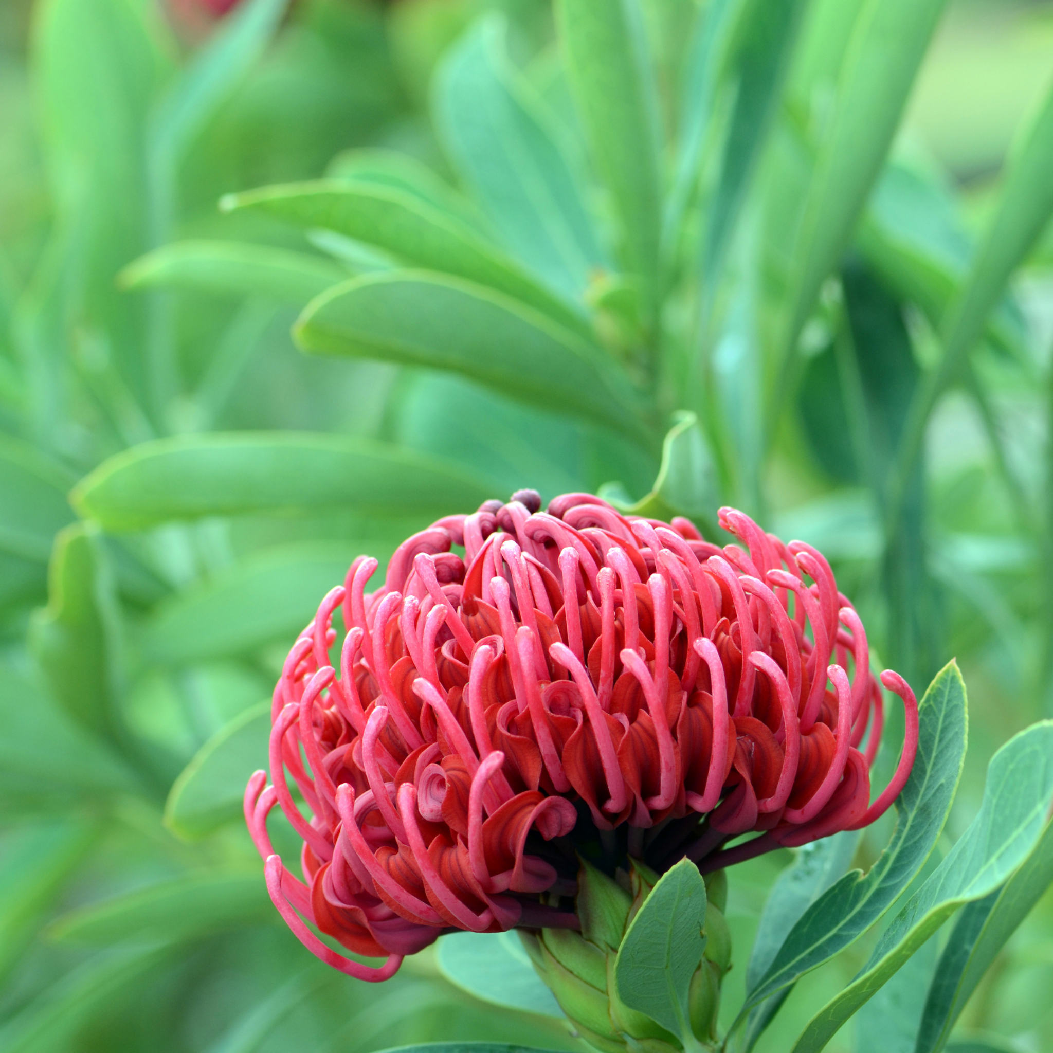 Waratah Shady Lady Red - Telopea speciosissima oreade Shady Lady Red