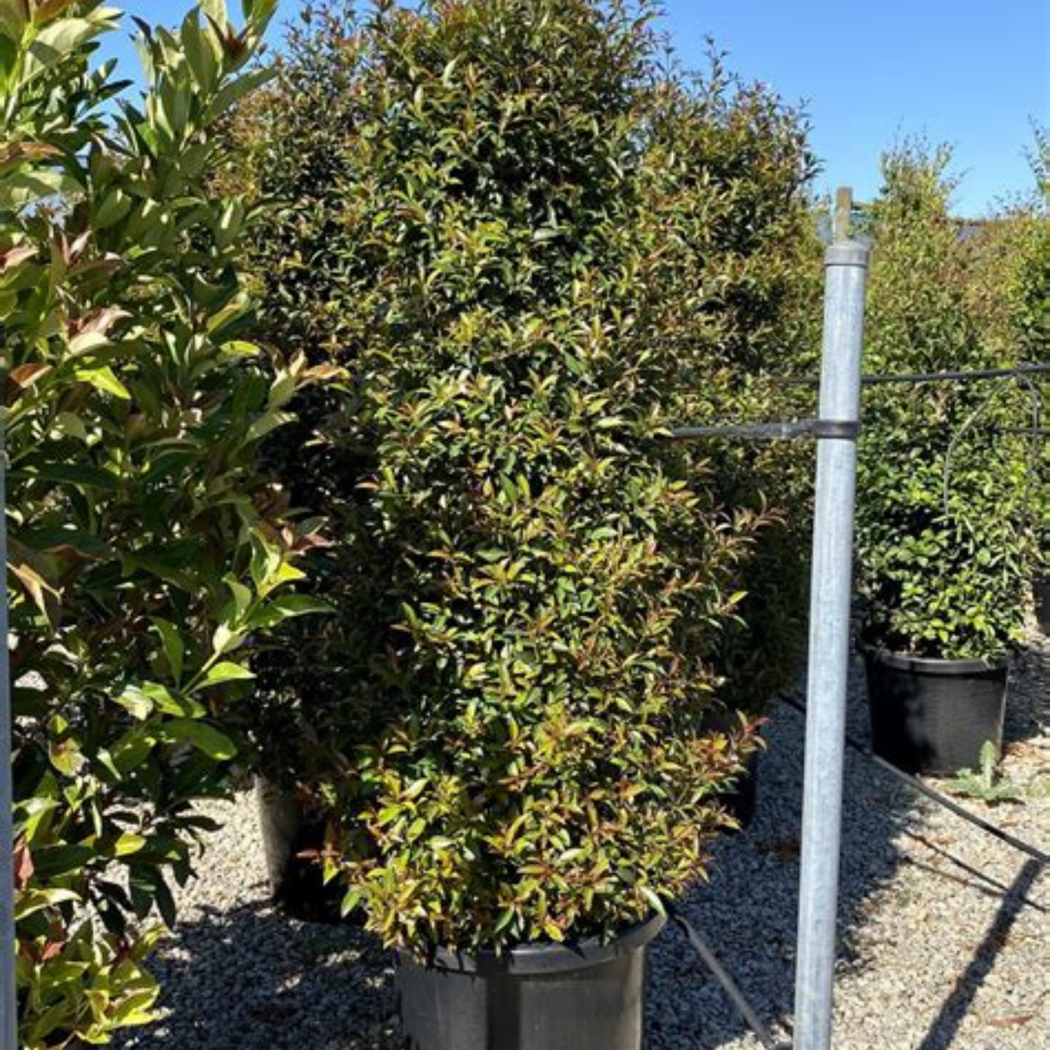 Lilly Pilly Up and Away  - Syzygium australe Up And Away