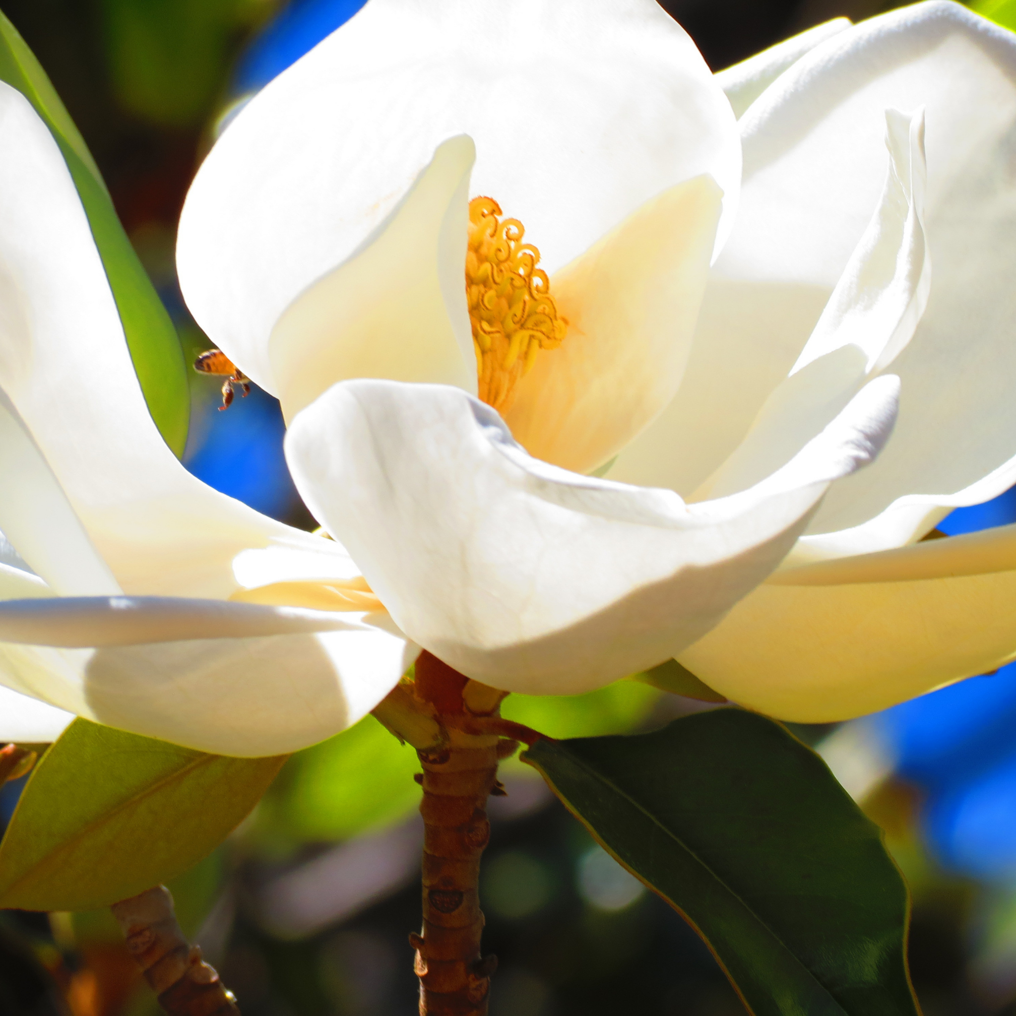 Magnolia Sweet Spire - Magnolia grandiflora Sweet Spire