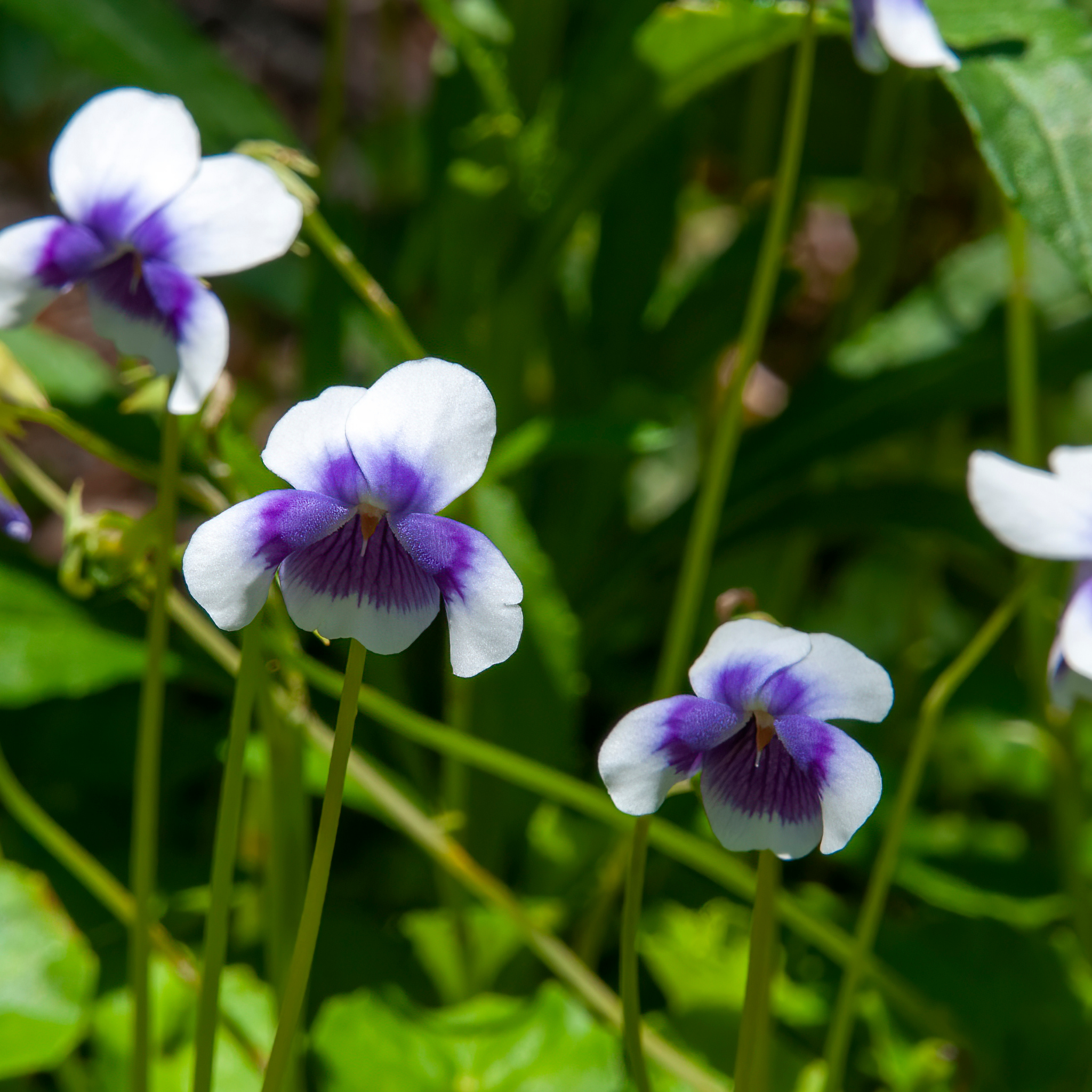 Native Australian Violet / Ivy Leaf Violet - Viola hederacea