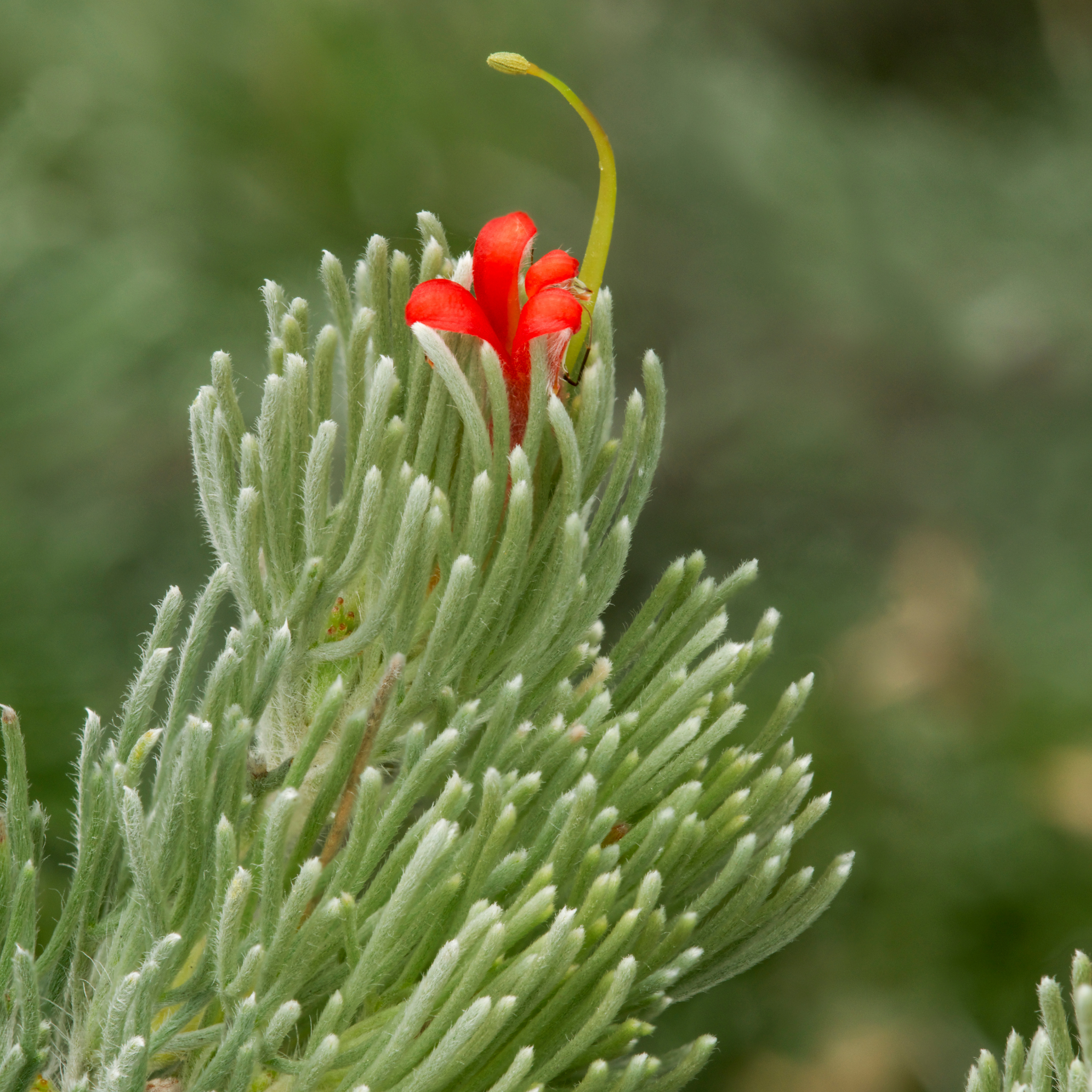 Prostrate Woolly Bush - Adenanthos cunninghamii