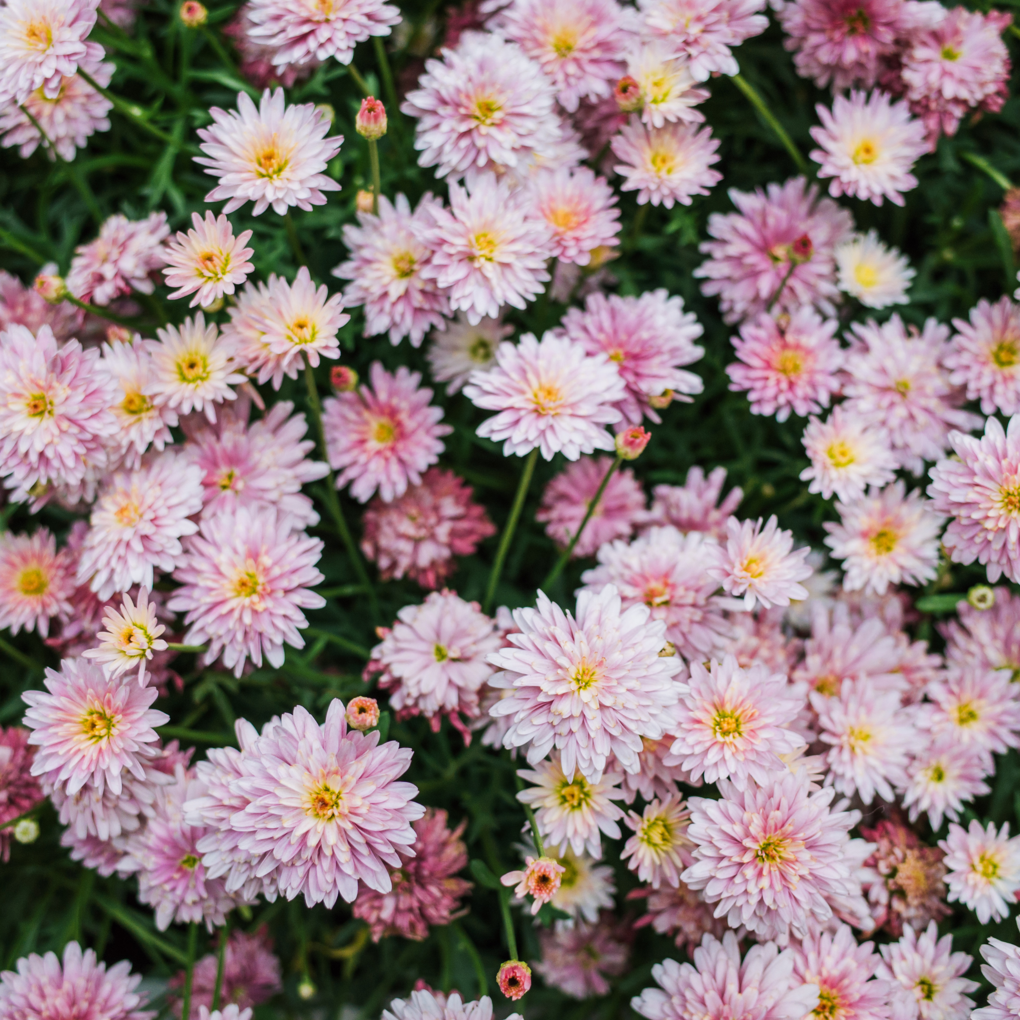 Marguerite Daisy Honeybees Spider Pink - Argyranthemum hybrida 'Honeybees Spider Pink'