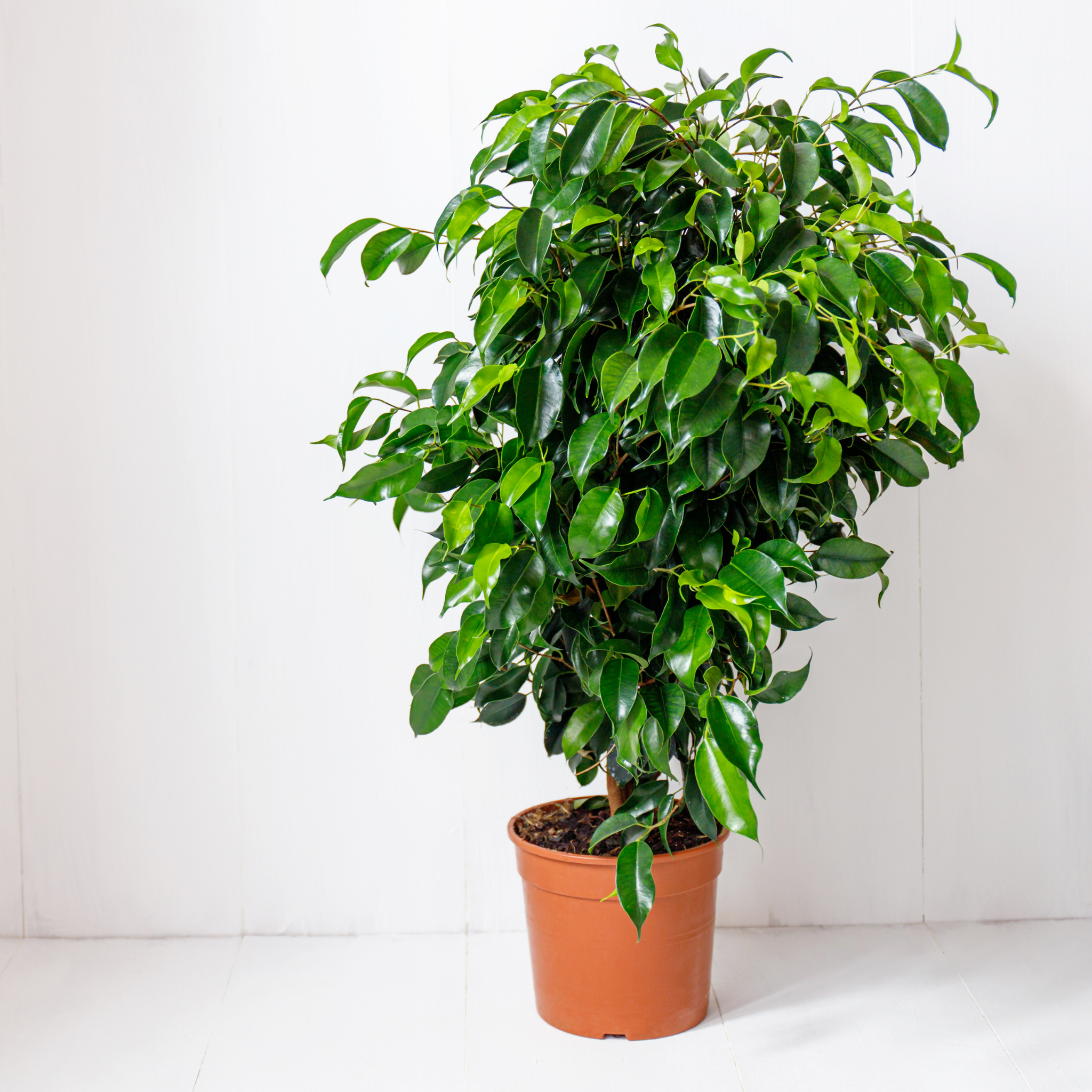 Weeping Benjamin Fig - Ficus Benjamina