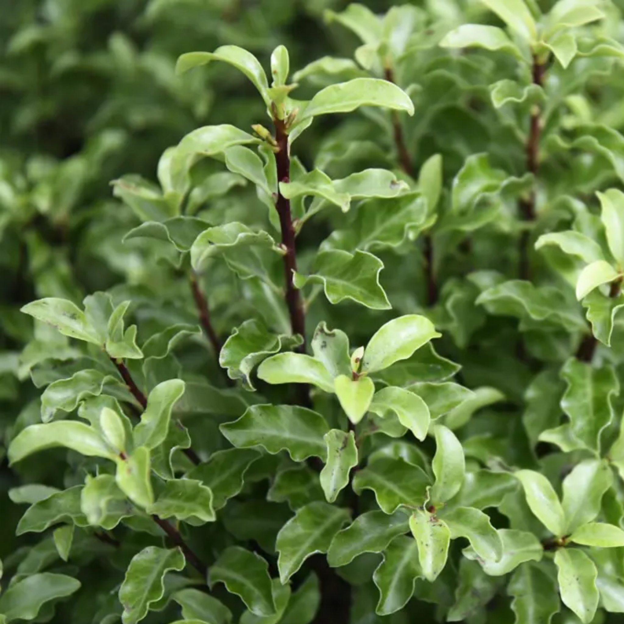 Close-up of green leaves with a blurred green background