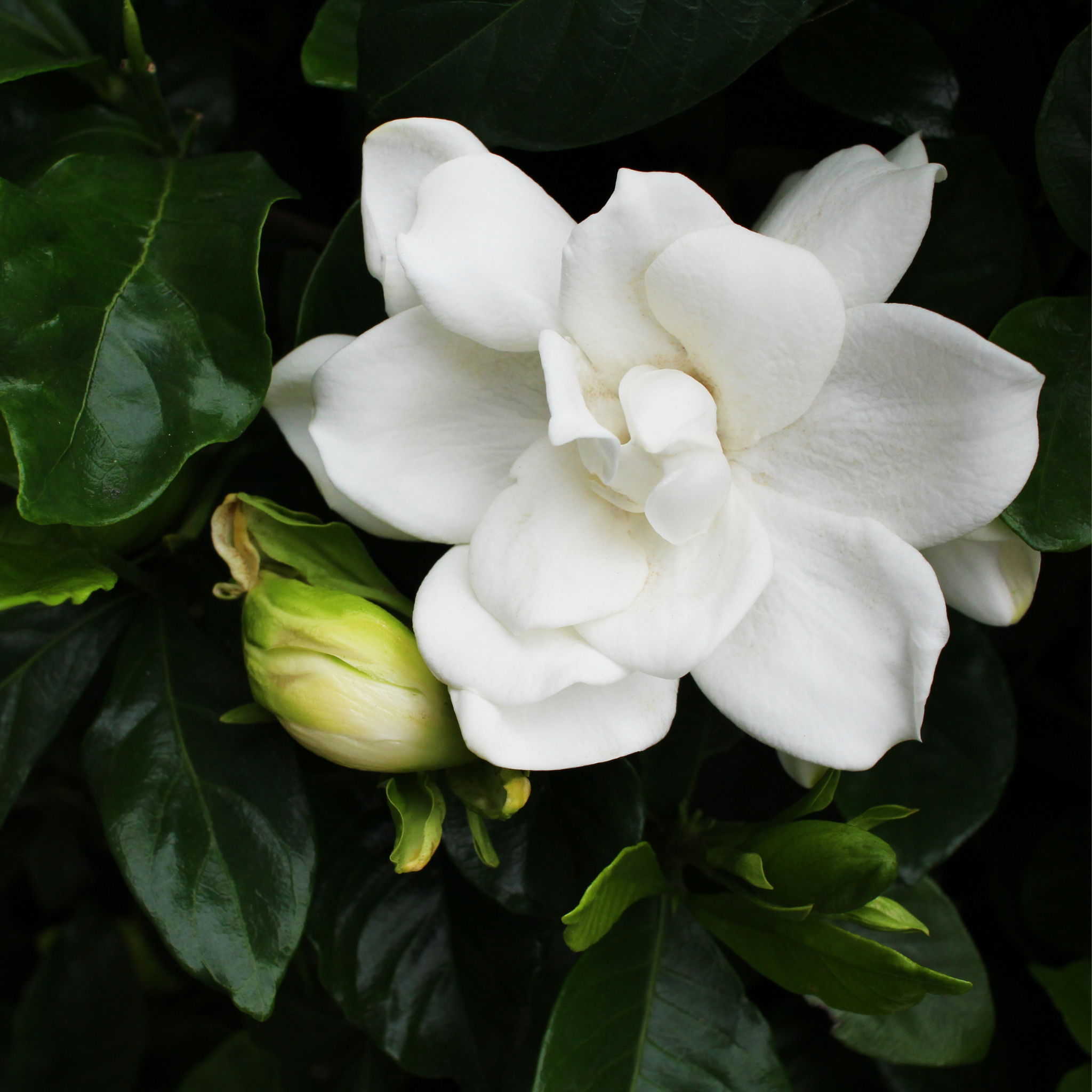 Gardenia augusta Aimee Yoshiba