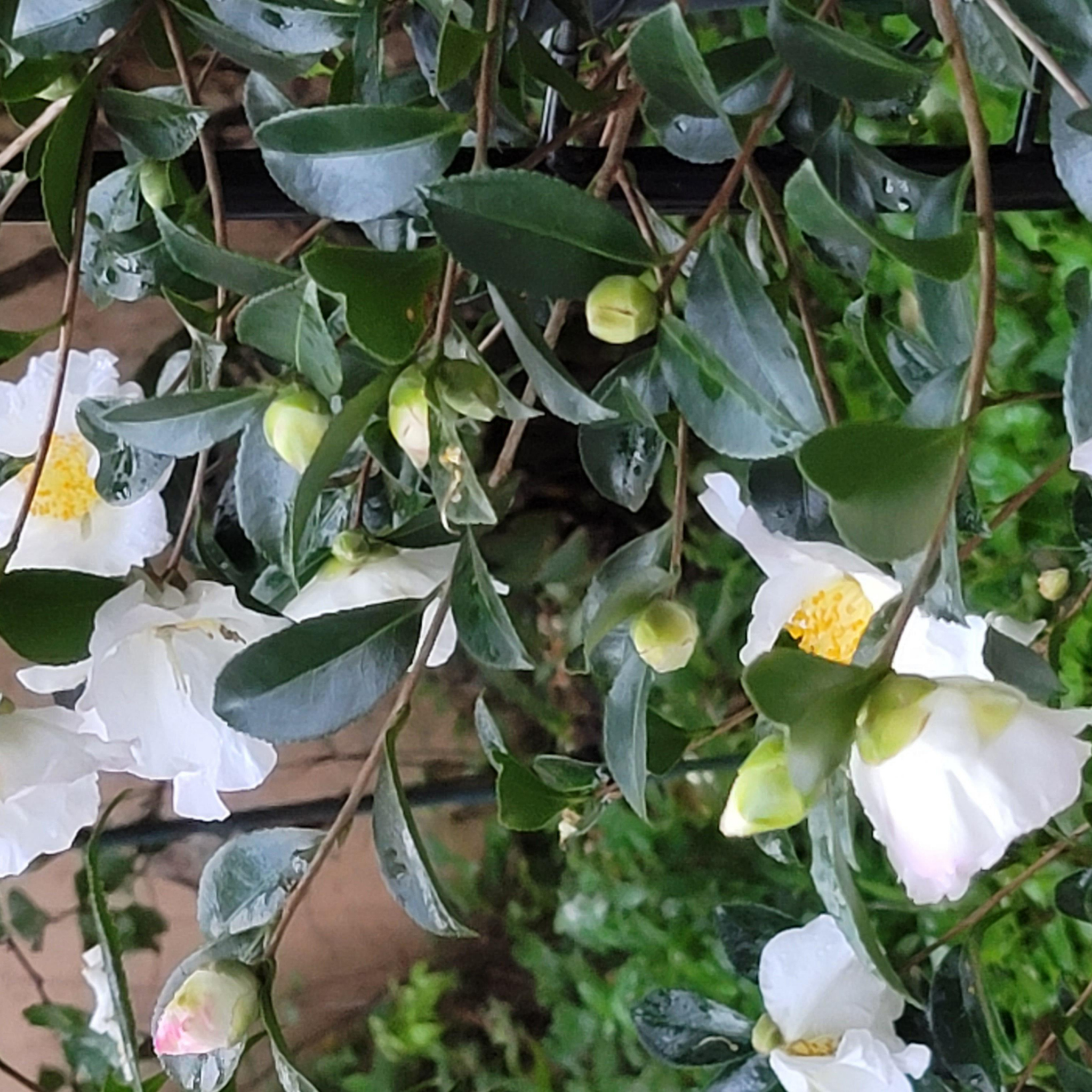 Camellia sasanqua Assorted