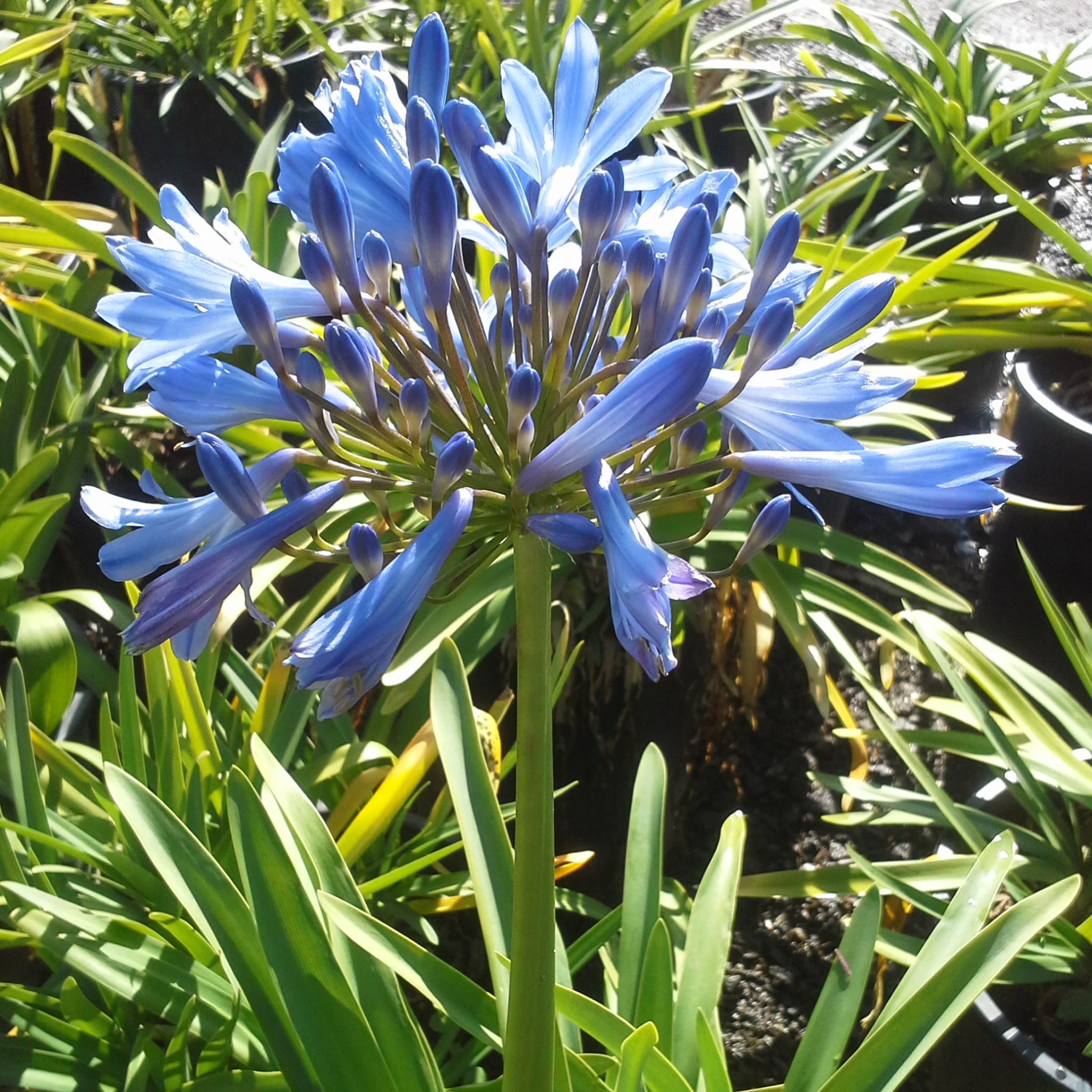 Agapanthus africanus 'Baby Blue' - Dwarf African Lily of the Nile
