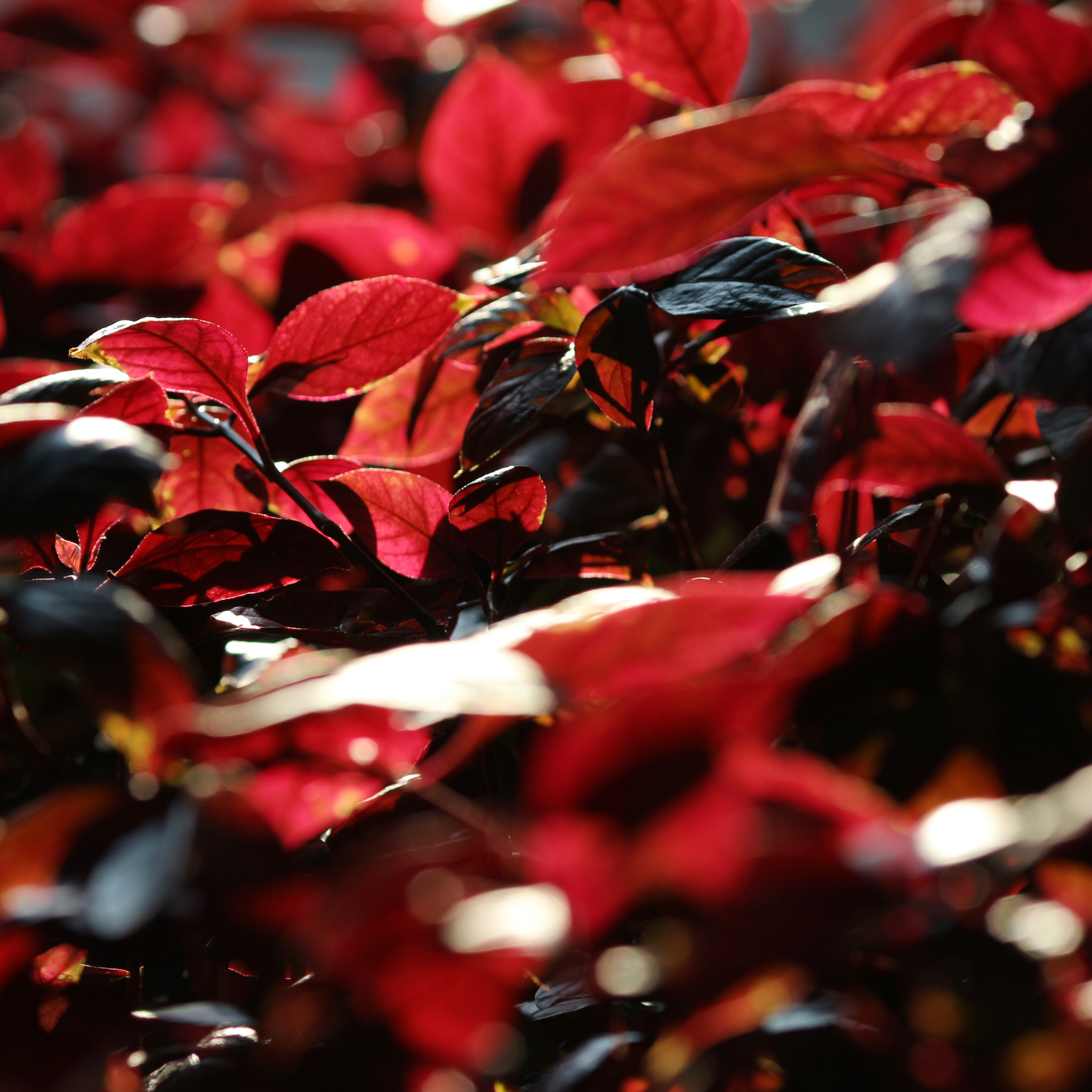 Alternanthera Little Maroon - Alternanthera dentata 'Little Maroon'