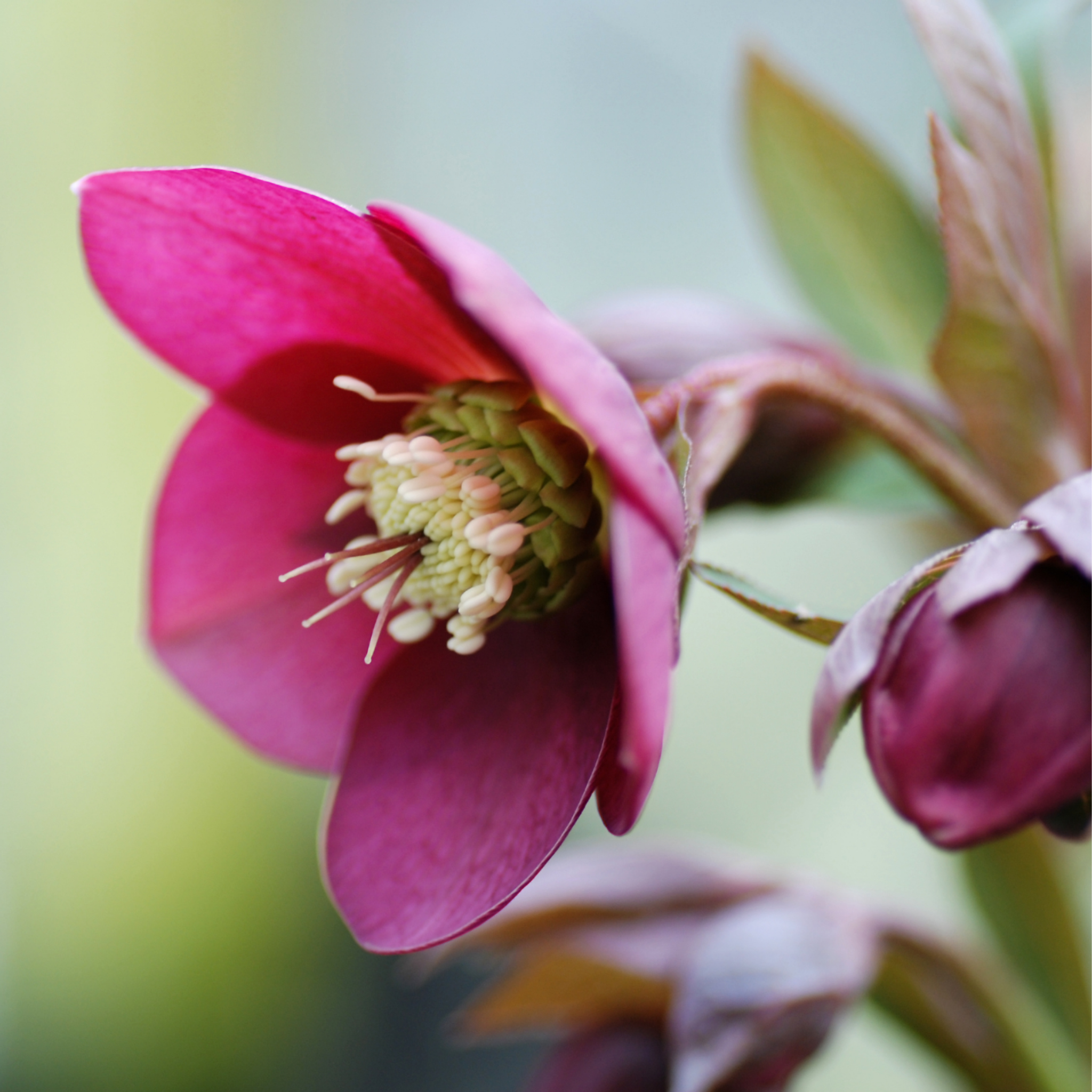 Winter Rose Vibey Velvet - Helleborus hybrida Vibey Velvet
