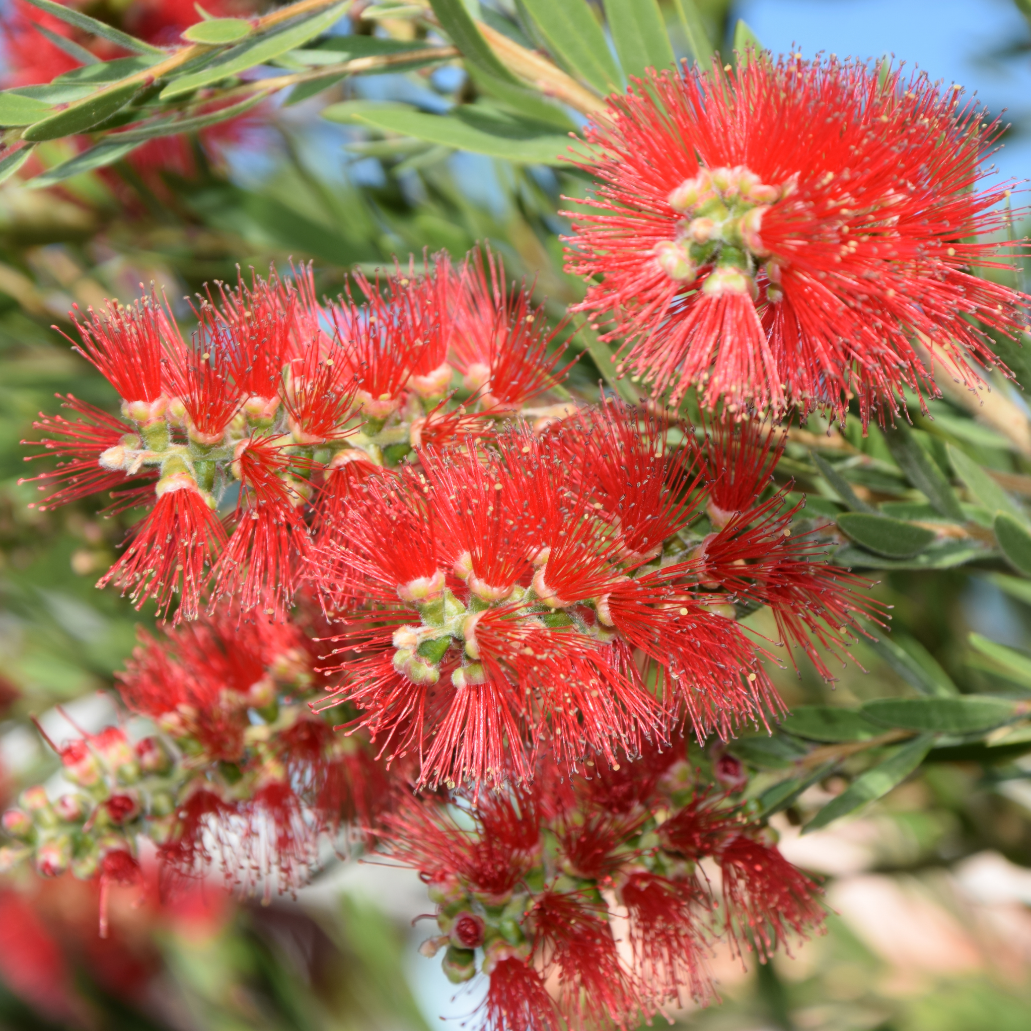 Weeping Bottlebrush Hannah Ray - Callistemon viminalis 'Hannah Ray'