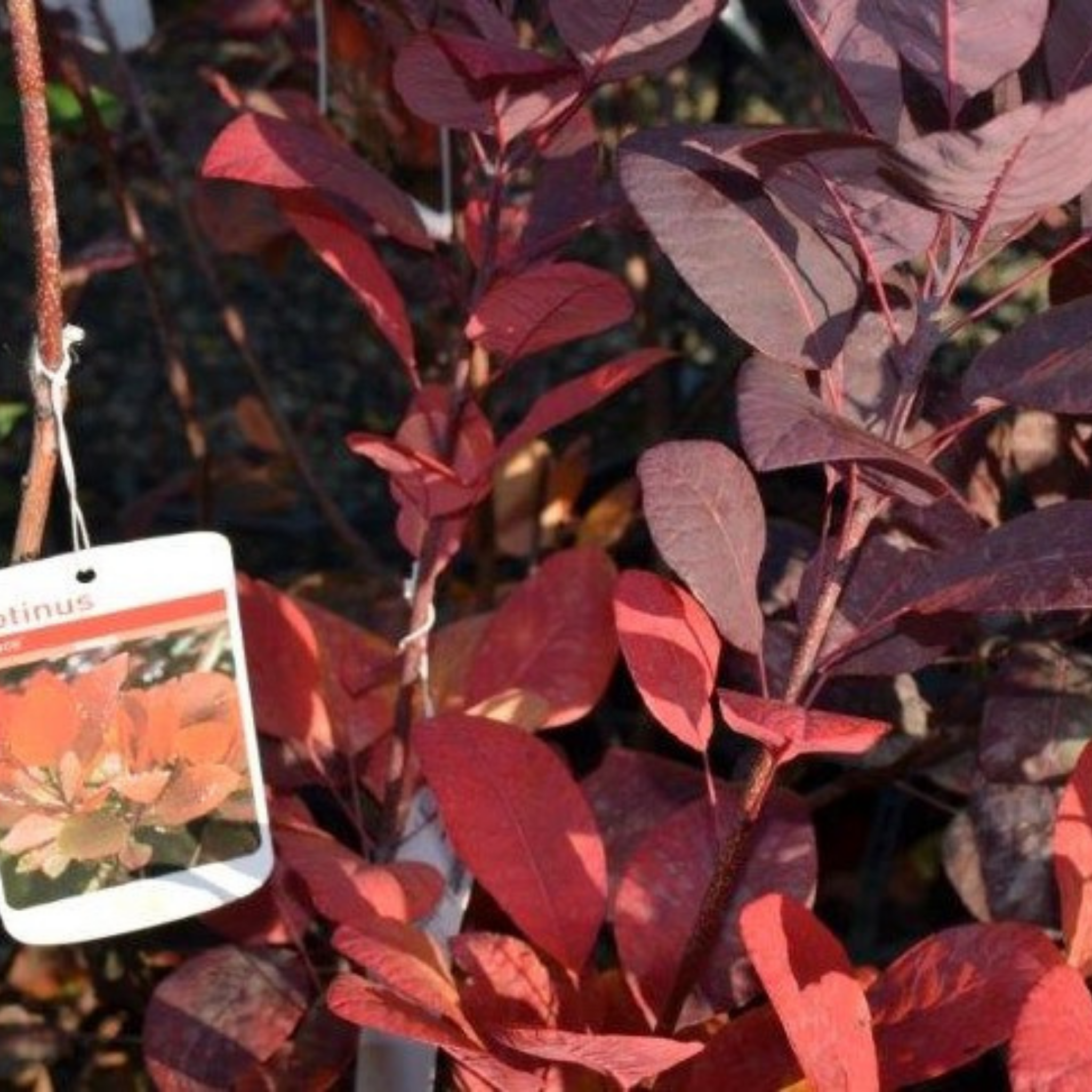 Cotinus coggygria Grace Smoke Tree - Cotinus coggygria Grace