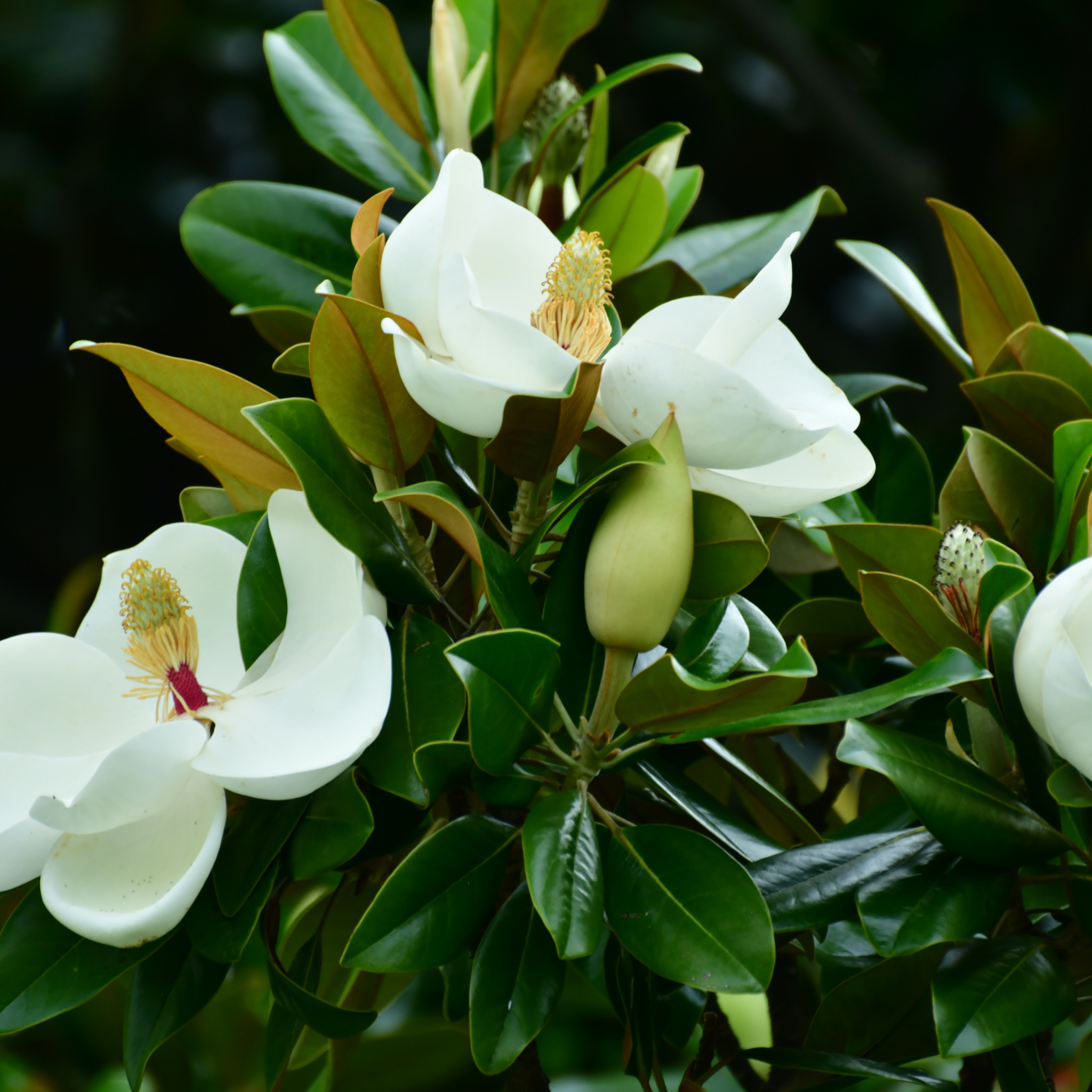 Magnolia Little Gem - Magnolia grandiflora Little Gem