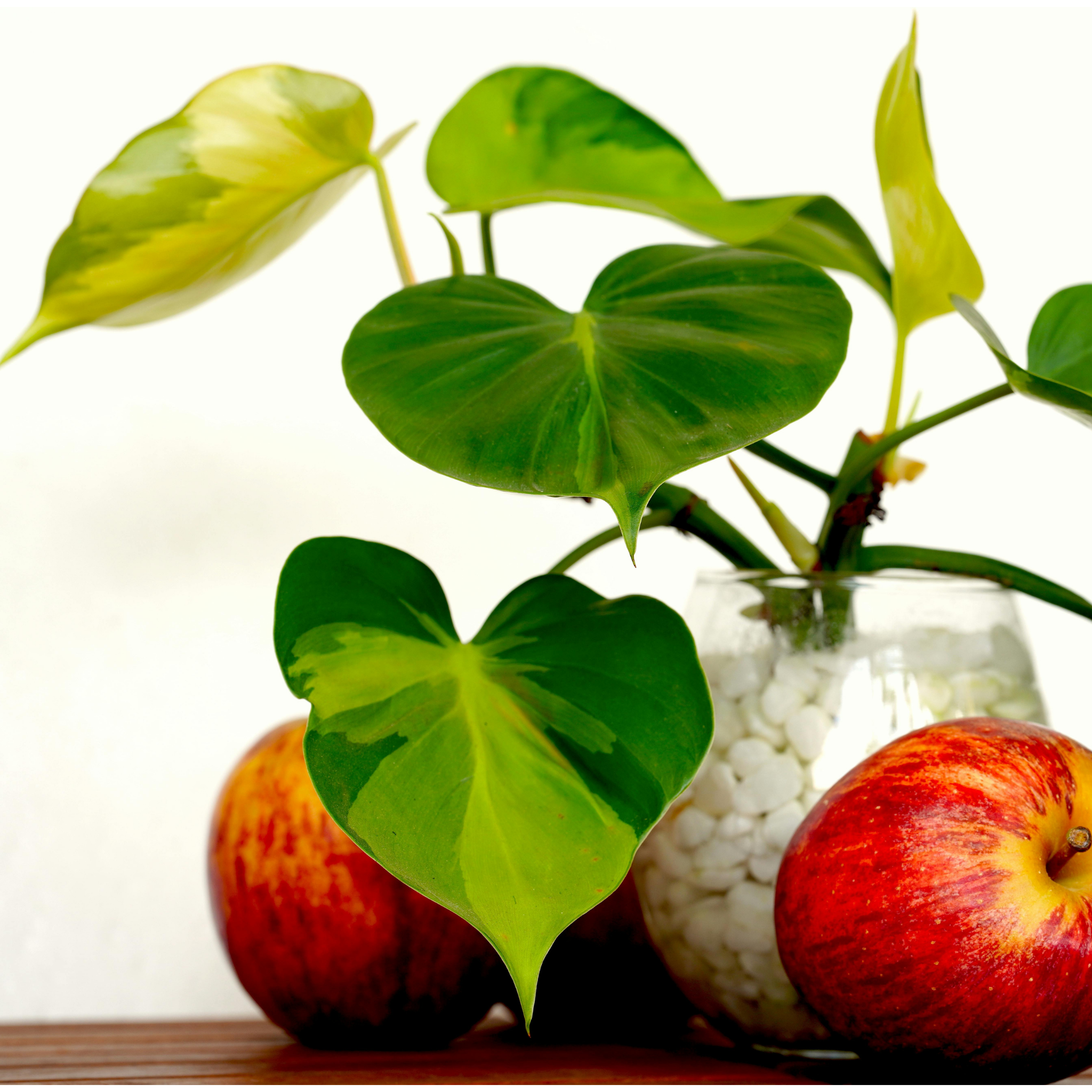 Heart Leaf Philodendron - Philodendron hederaceum Brasil