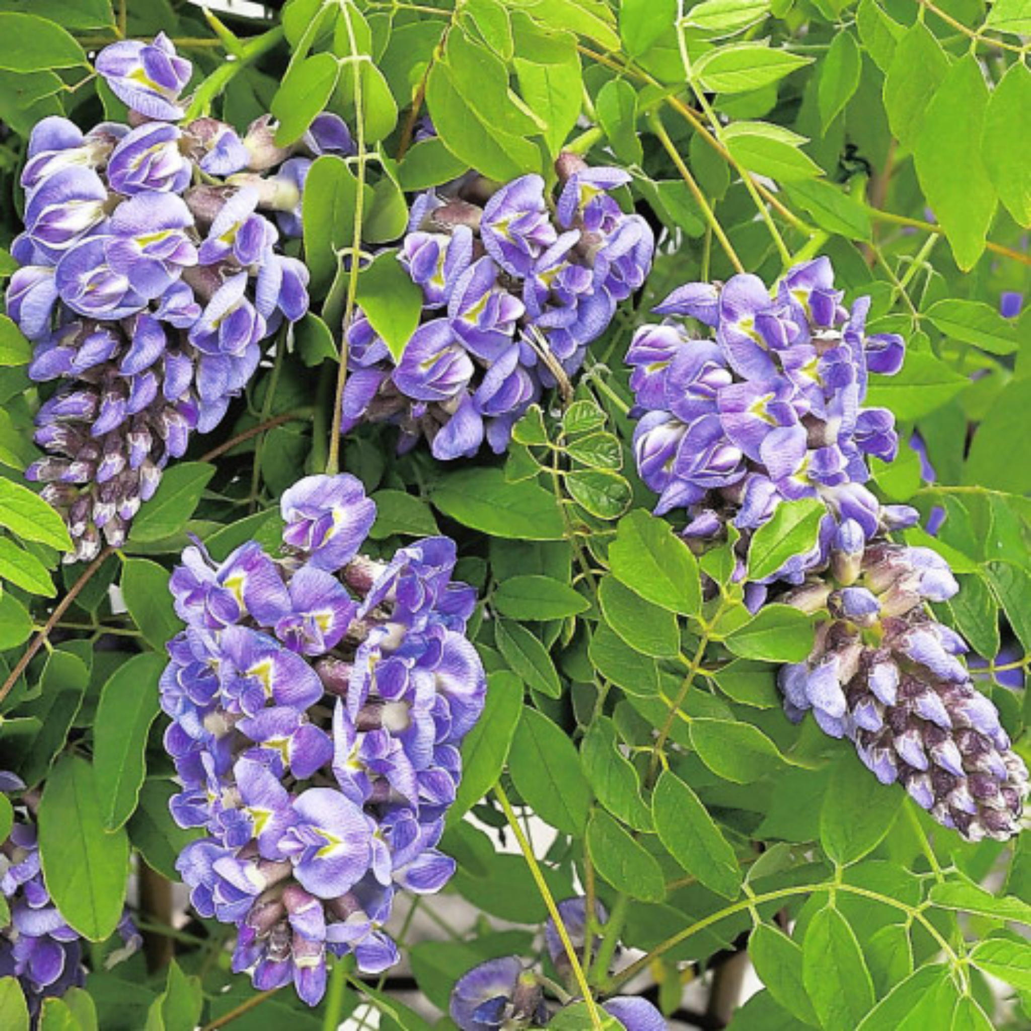 Amethyst Falls American Wisteria - Wisteria frutescens PBR