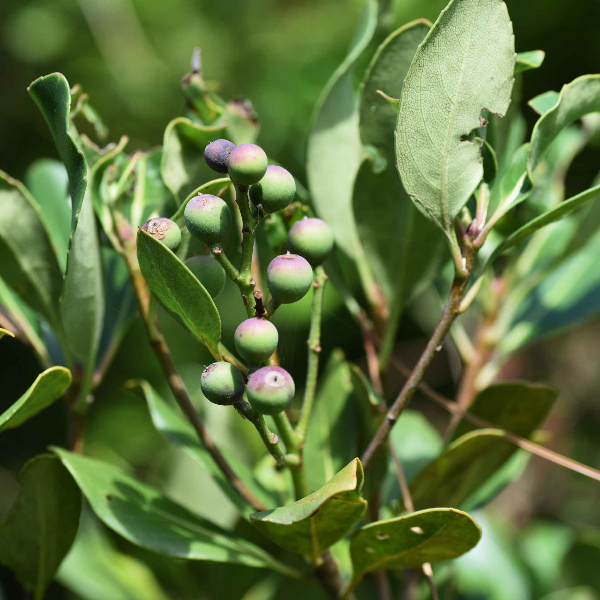Indian hawthorn - Rhaphiolepis indica