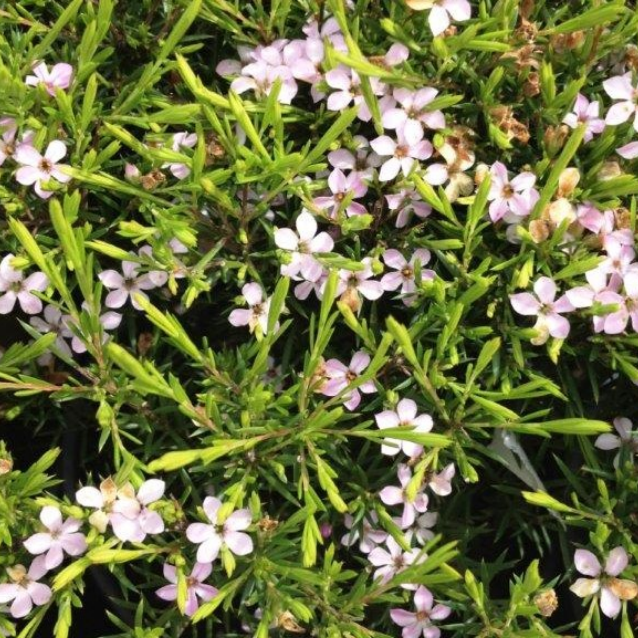 Dwarf Diosma Compacta - Coleonema pulchellum 'Compacta'