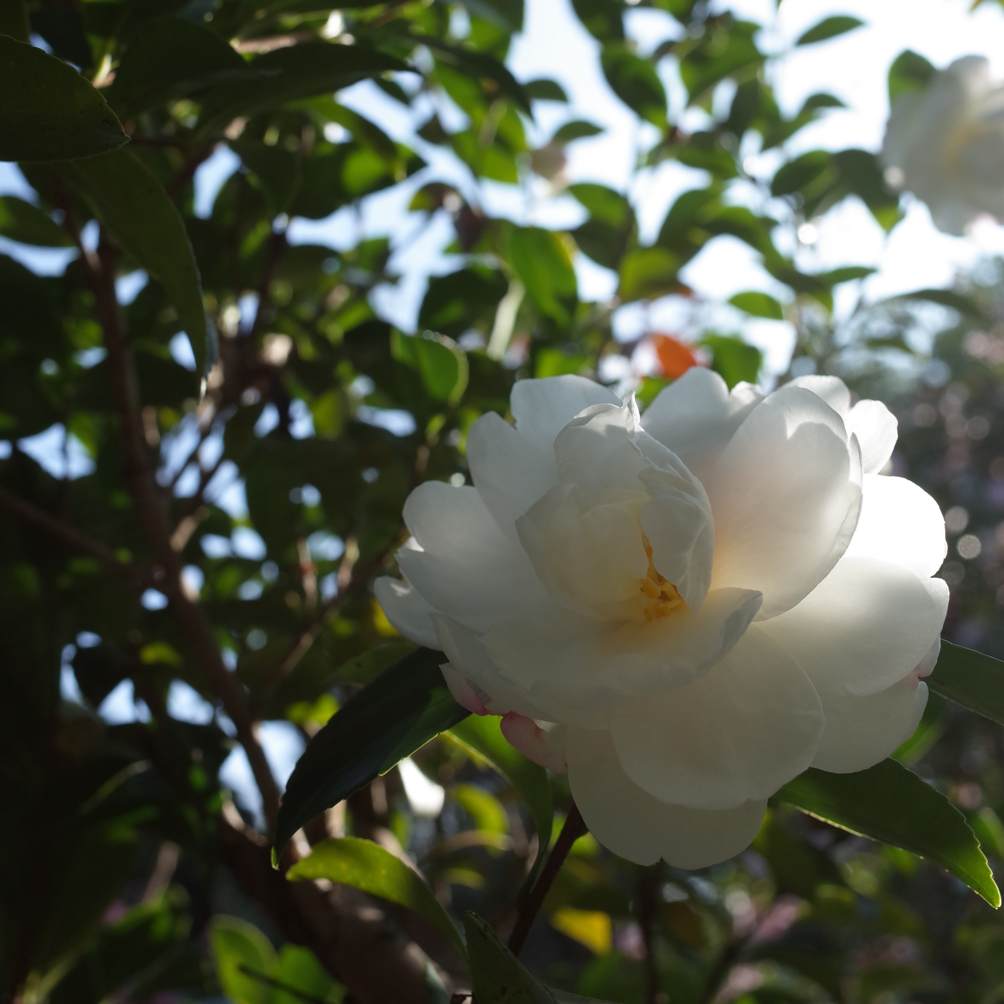 Camellia Pure Silk - Camellia sasanqua 'Pure Silk'