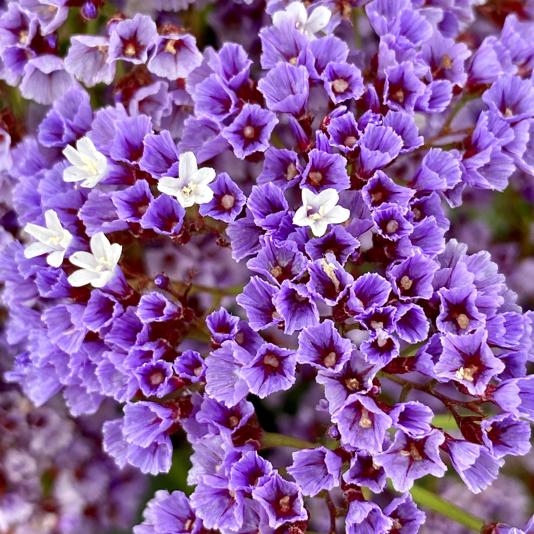 Sea Lavender - Limonium perezii