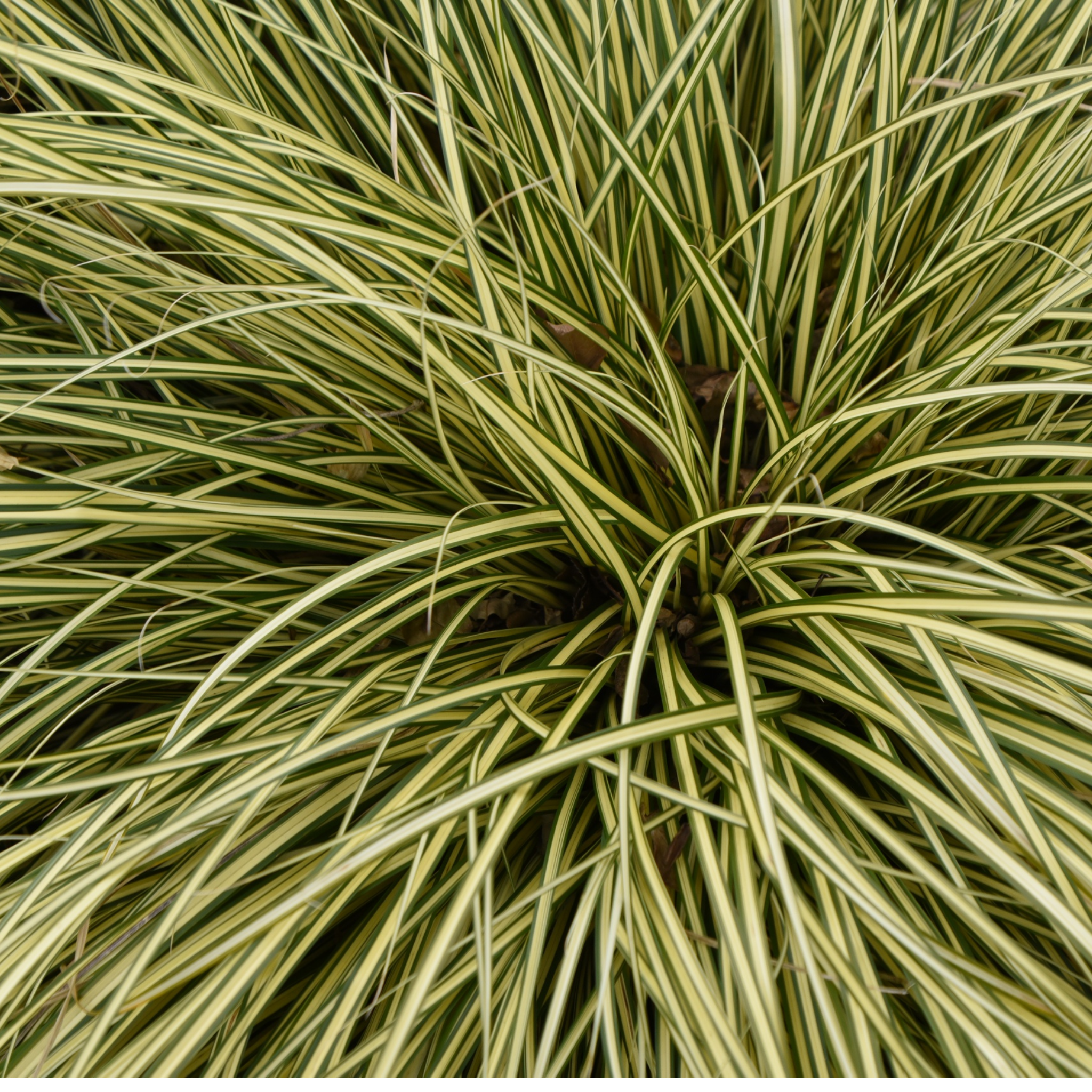 Close-up of a plant with green and yellow leaves