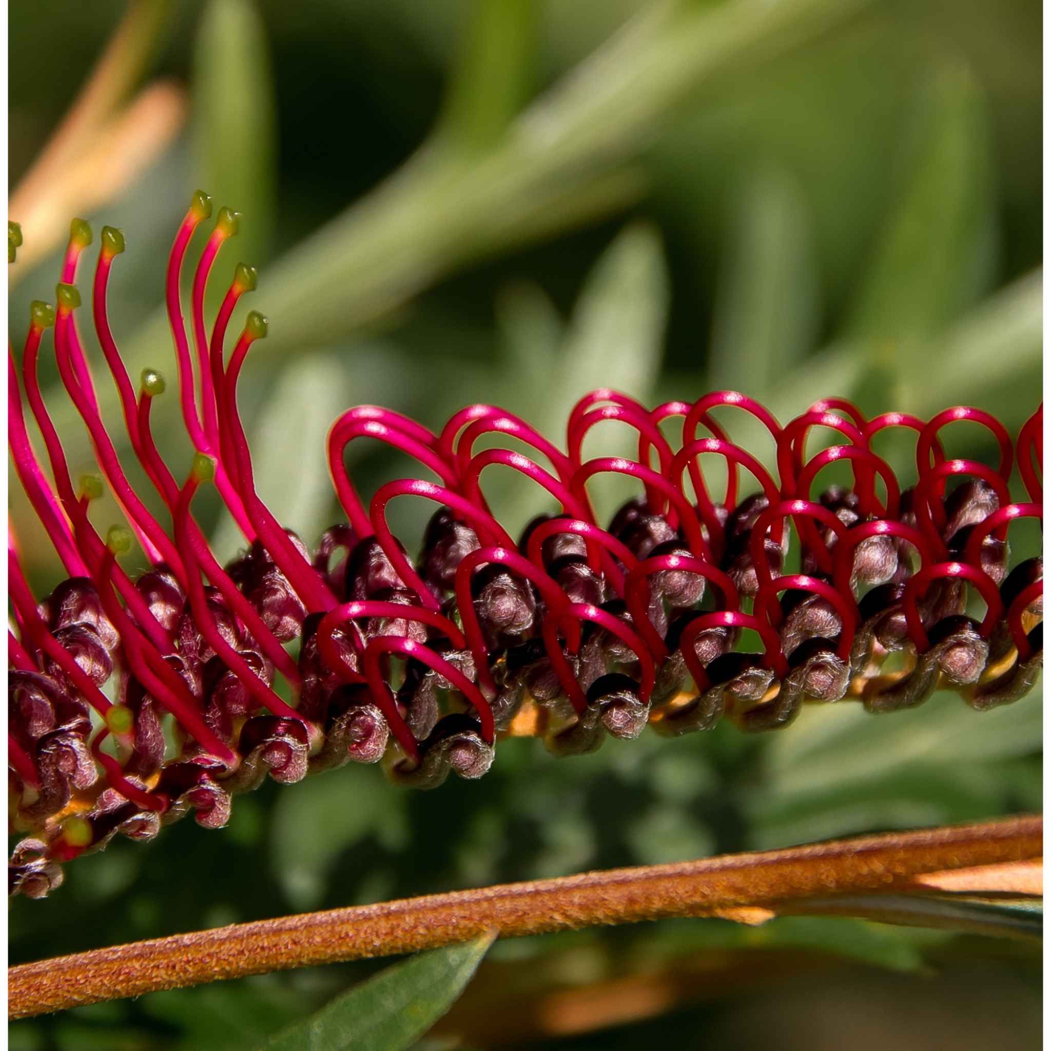 Toothbrush Plant - Grevillea acanthifolia Gaudichaudii
